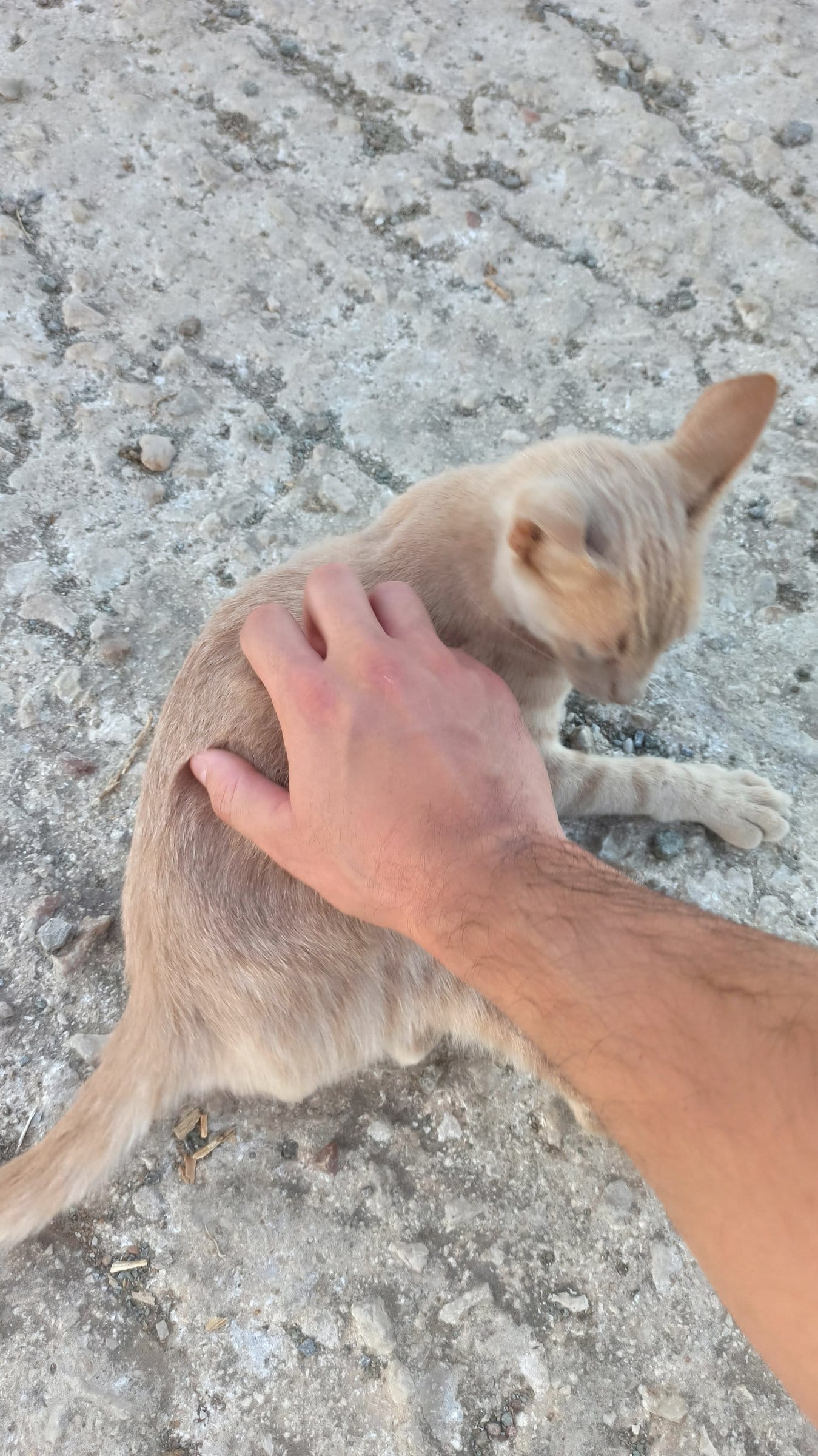 A cream and ginger cat relaxes as a man gently strokes its back on a gravel surface.