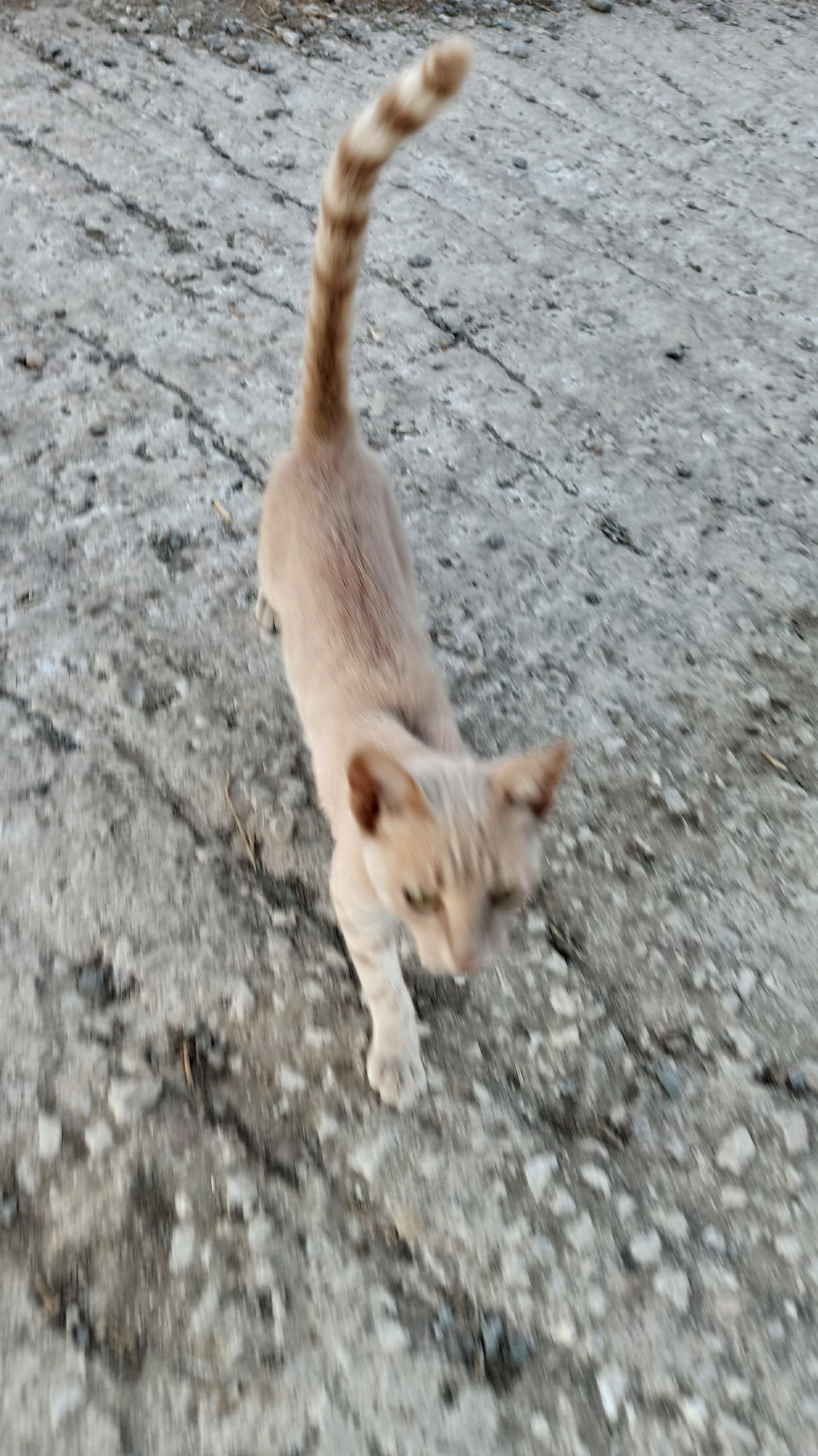 A pale orange cat with a curled tail walks across a textured grey surface.