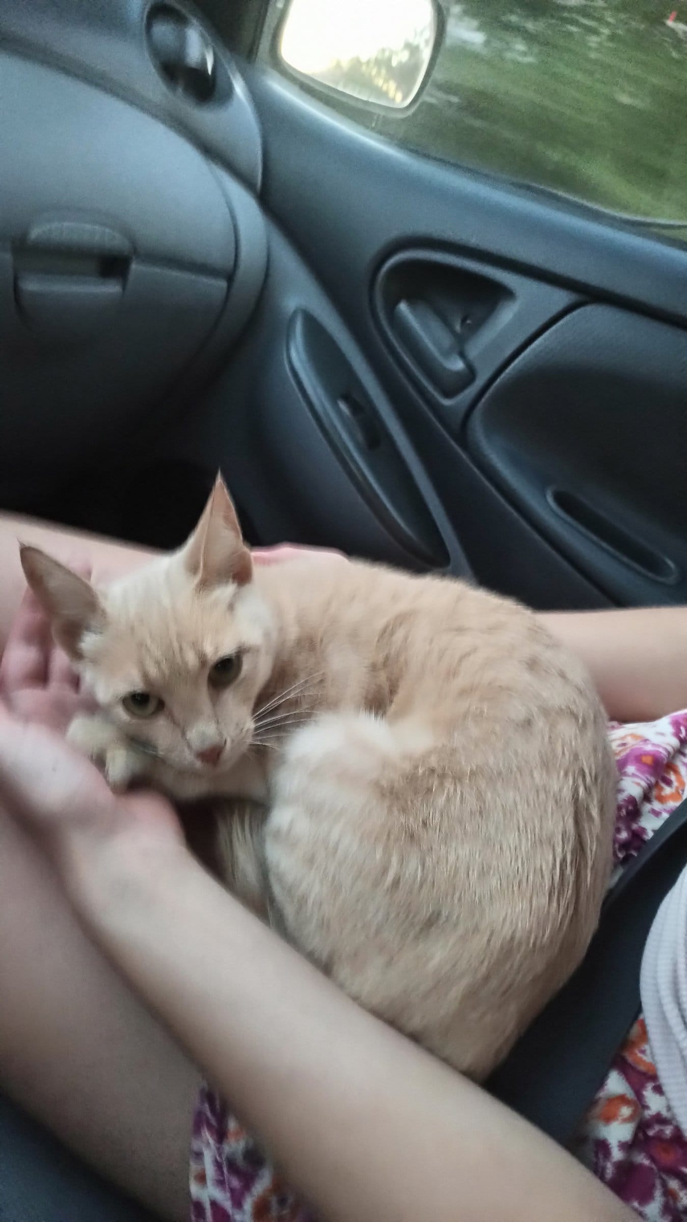 A ginger cat rests comfortably in a person’s lap inside a car, looking towards the camera.