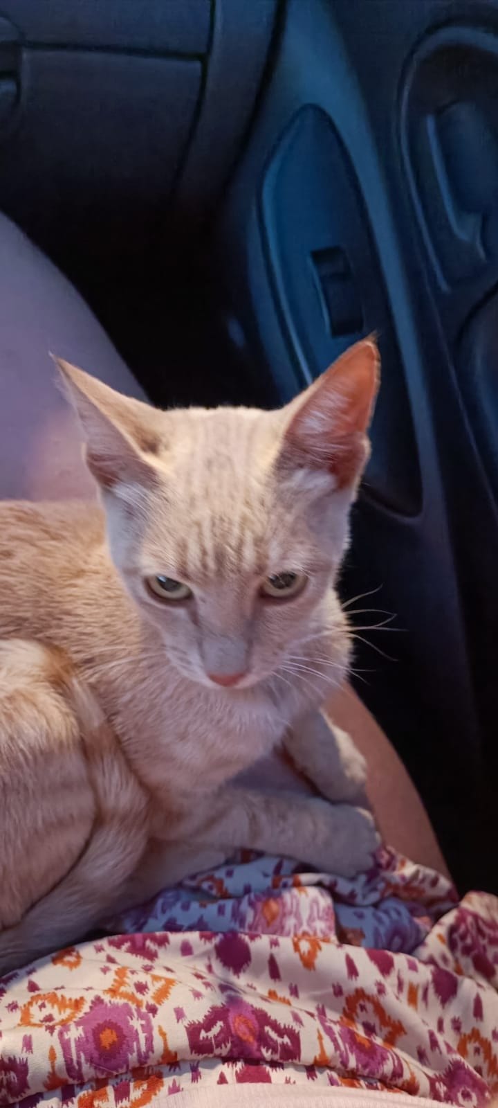 A cream and ginger tabby looks sternly at the camera while resting on a patterned blanket in a car.