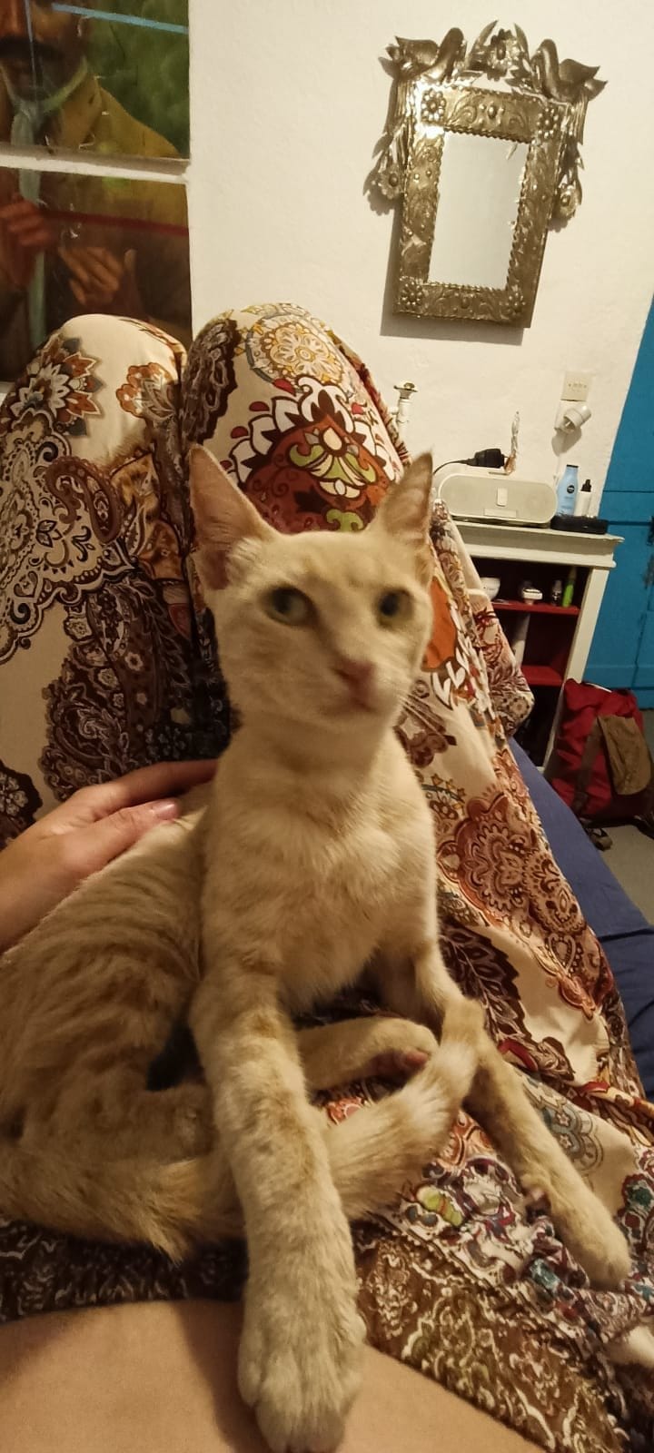 A cream and ginger tabby sits upright on a person’s lap, looking directly at the camera.