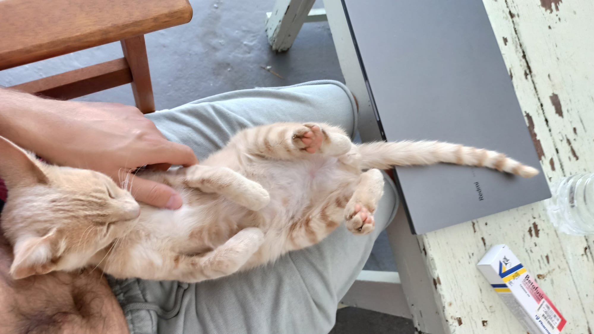 A cream and ginger tabby lies on his back on a person's lap, getting a belly rub.