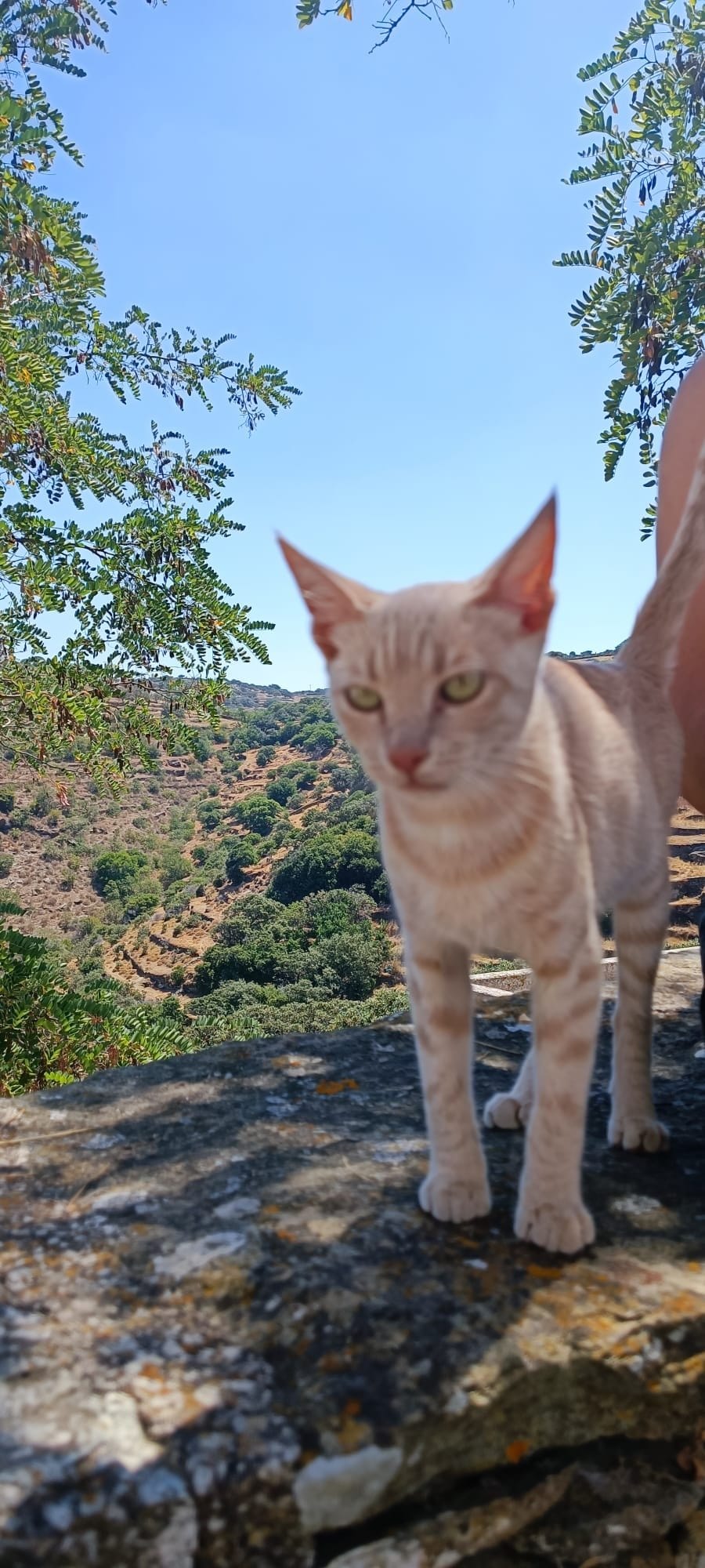A cream and ginger tabby stands on a rocky outcrop overlooking lush green hills under a clear blue sky.