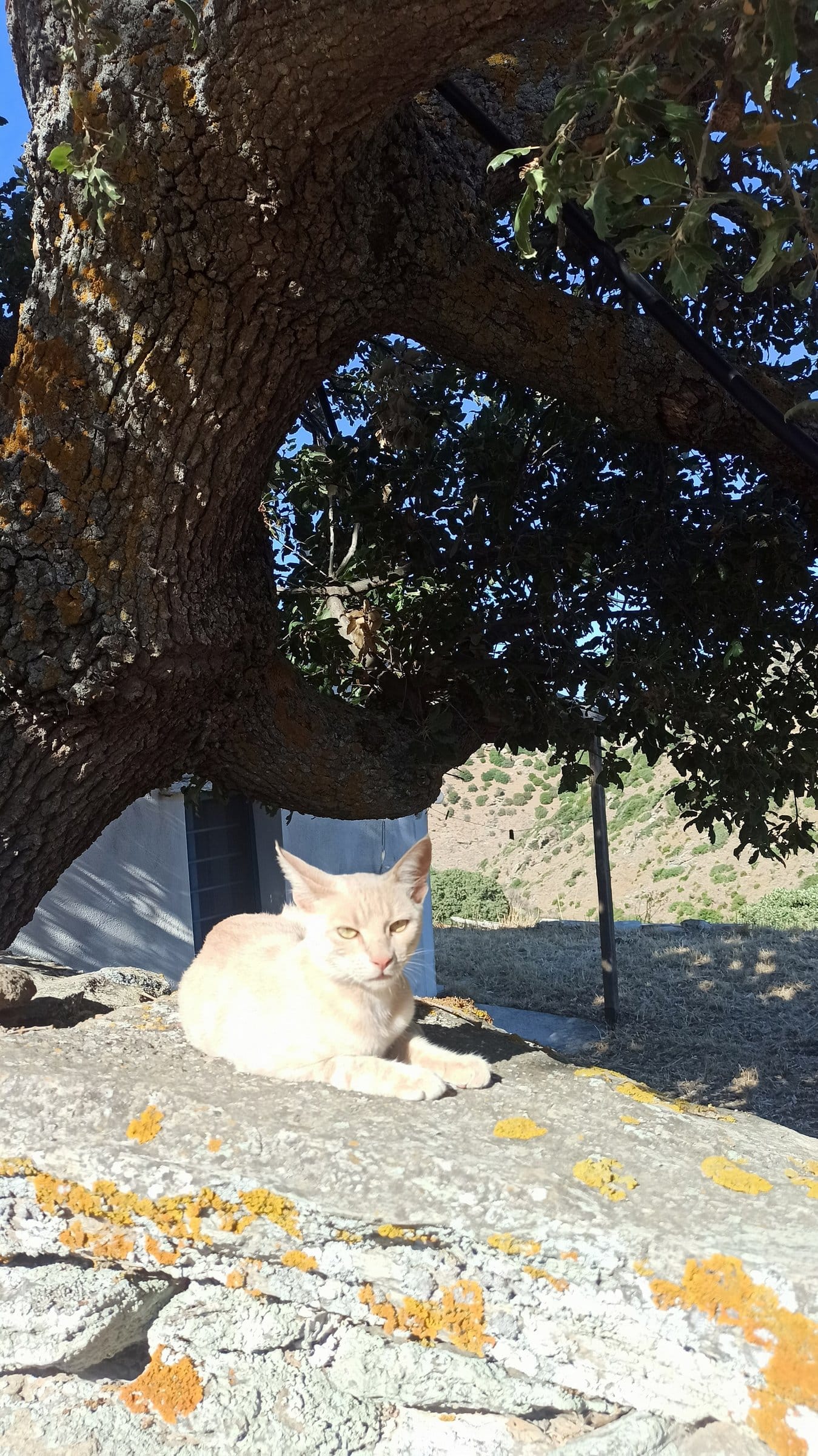 A cream cat relaxes on a mossy stone wall under the shade of a large tree.