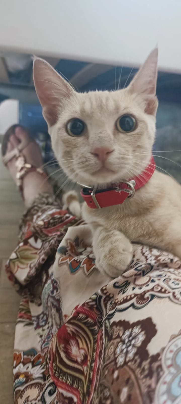 A cream and ginger tabby cat with a red collar rests on a patterned blanket, looking at the camera.