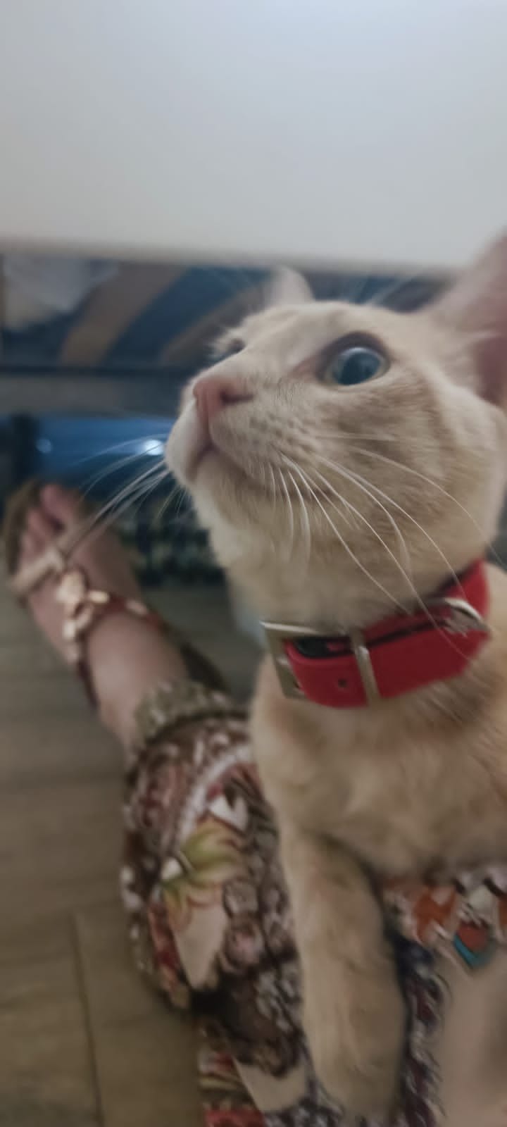 A cream and ginger tabby wearing a red collar looks upwards towards a hand holding a toy.