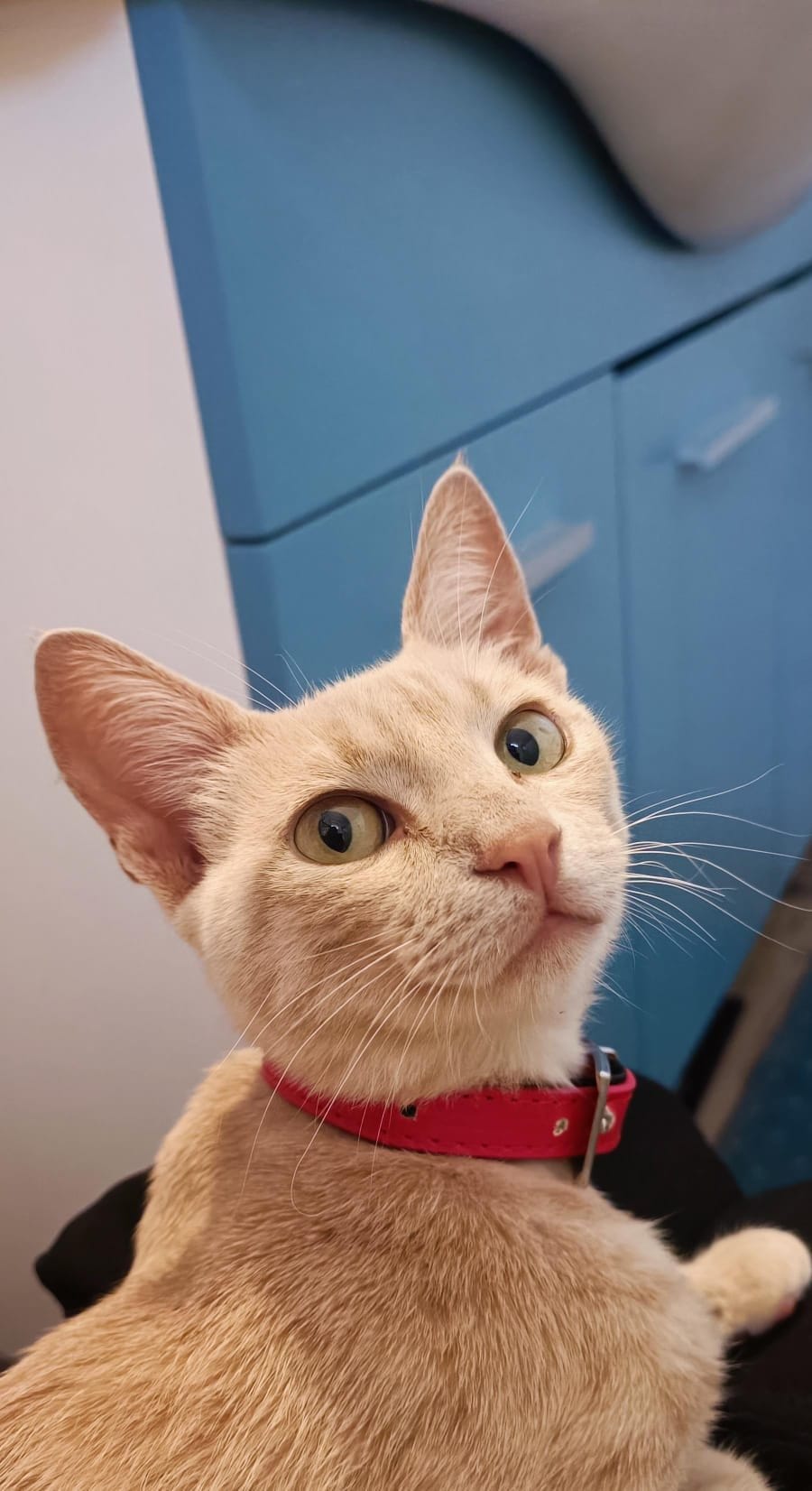A cream cat with a red collar looks upwards with large, curious eyes against a blue cabinet.