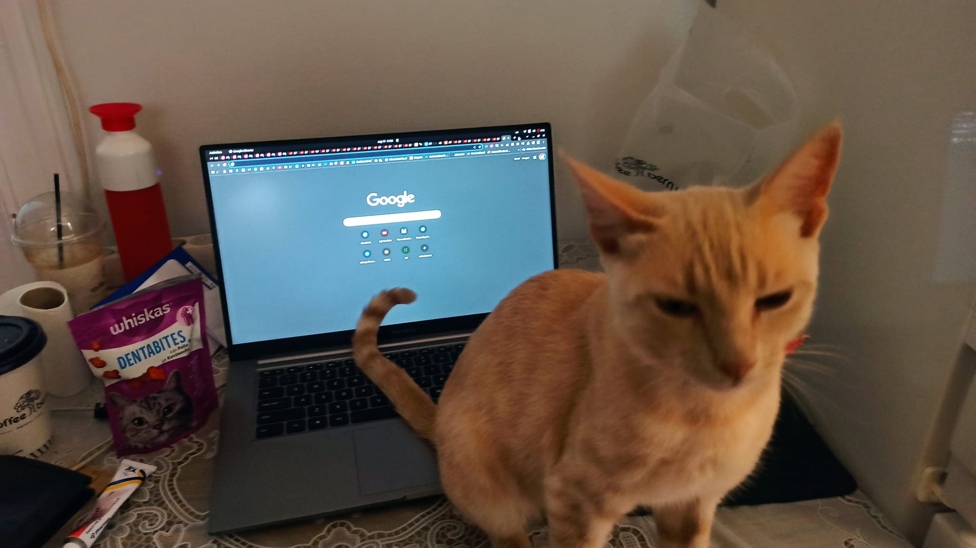 An orange cat reaches a paw towards a laptop displaying the Google homepage, next to a box of cat treats.