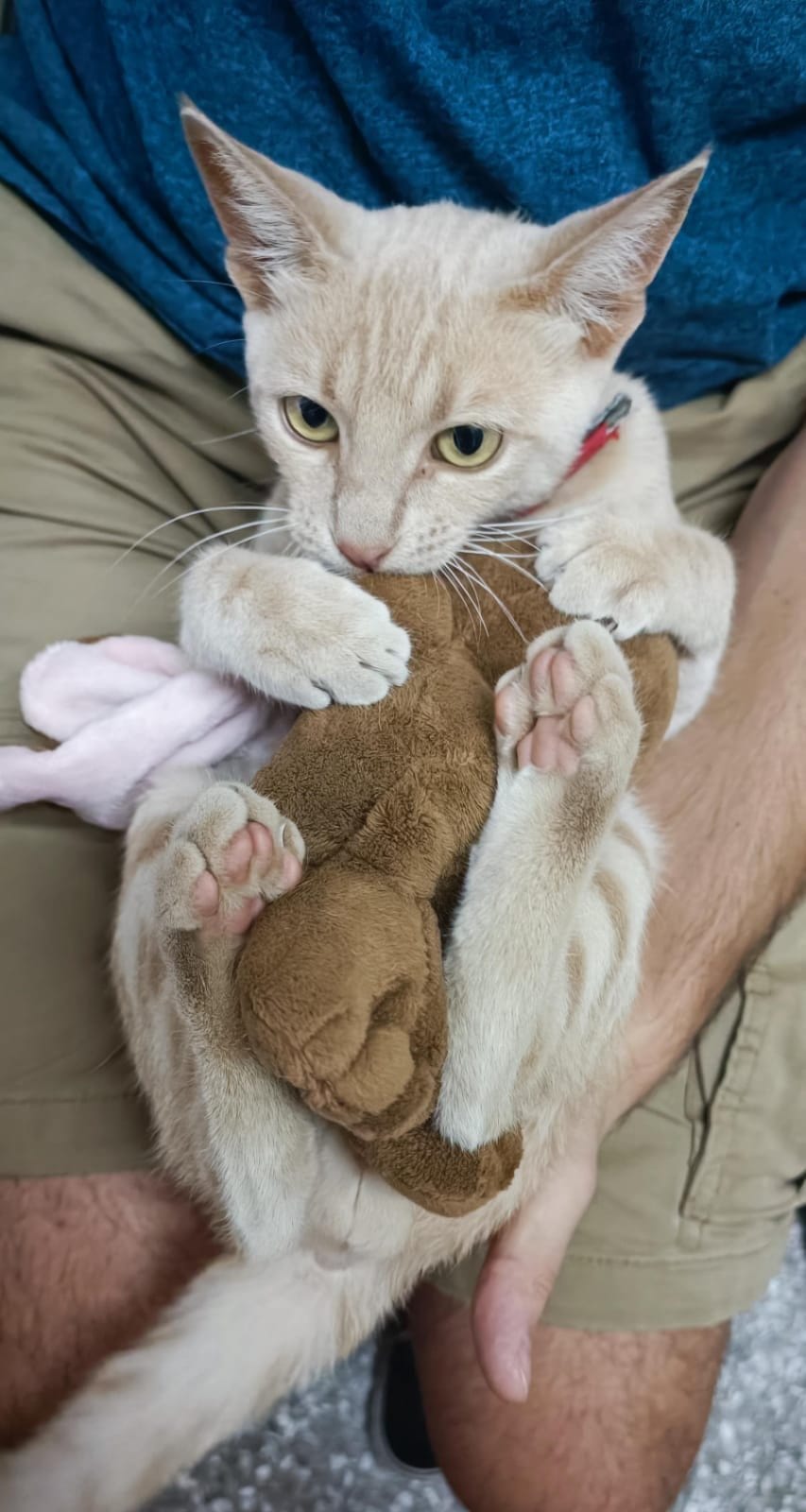 A cream and ginger cat lies on his back hugging a brown teddy bear.