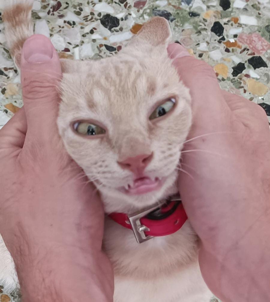 A cream and ginger tabby is being gently held by a person, looking wide-eyed and slightly squished.