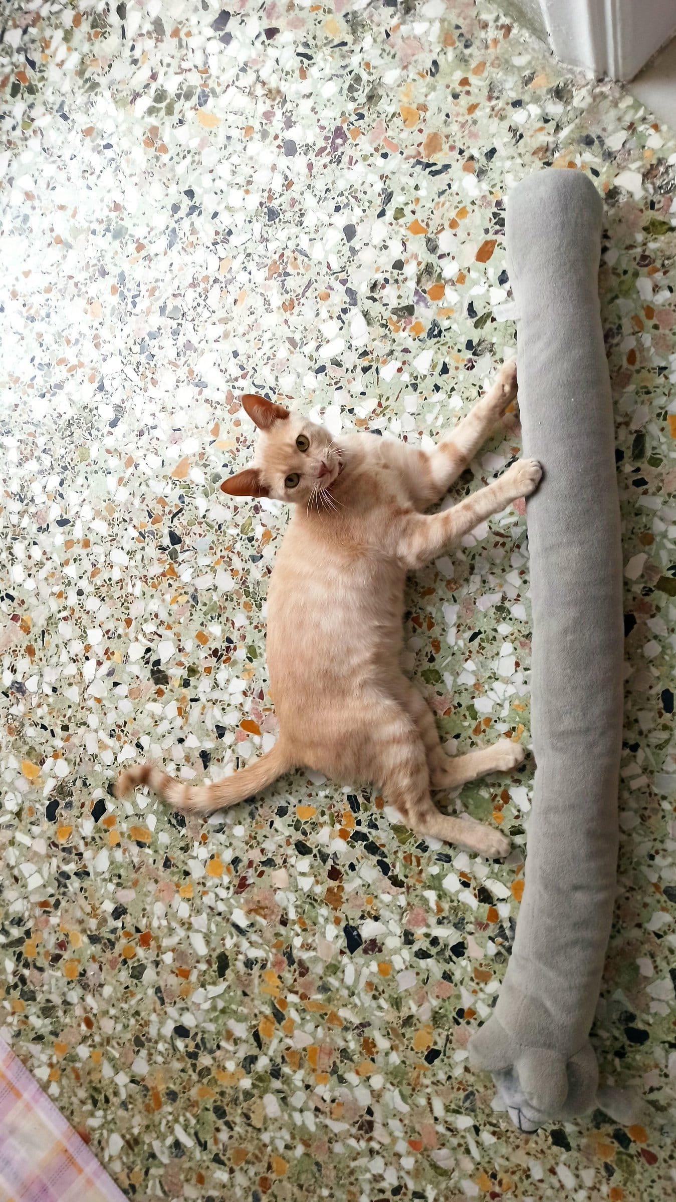 A ginger cat playfully attacks a long, grey, stuffed toy lying on a speckled floor.