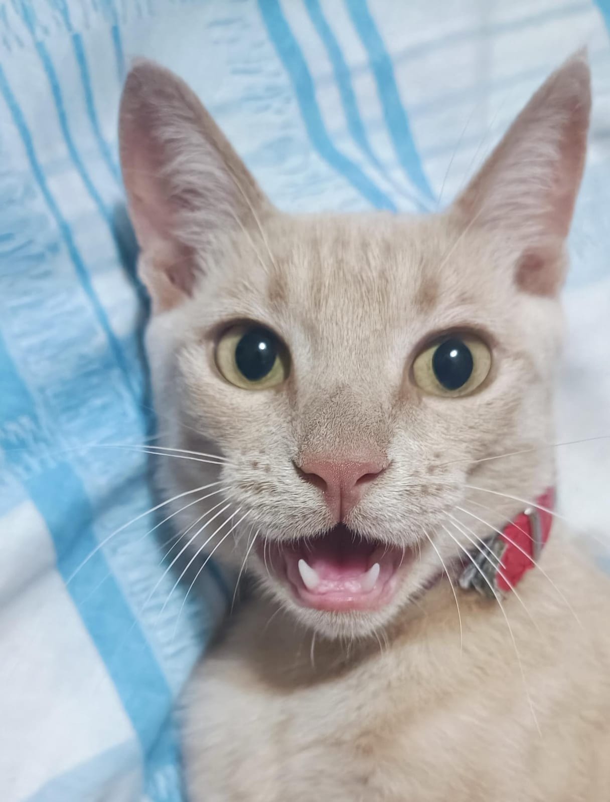 A cream and ginger tabby cat smiles with an open mouth, showing its teeth and pink gums.