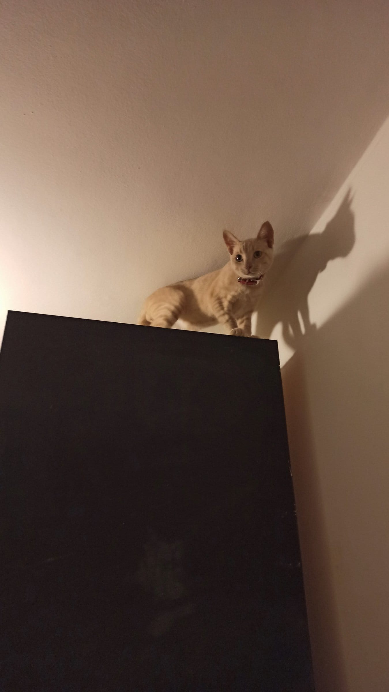 A cream and ginger tabby sits atop a dark wardrobe, casting a long shadow on the wall.