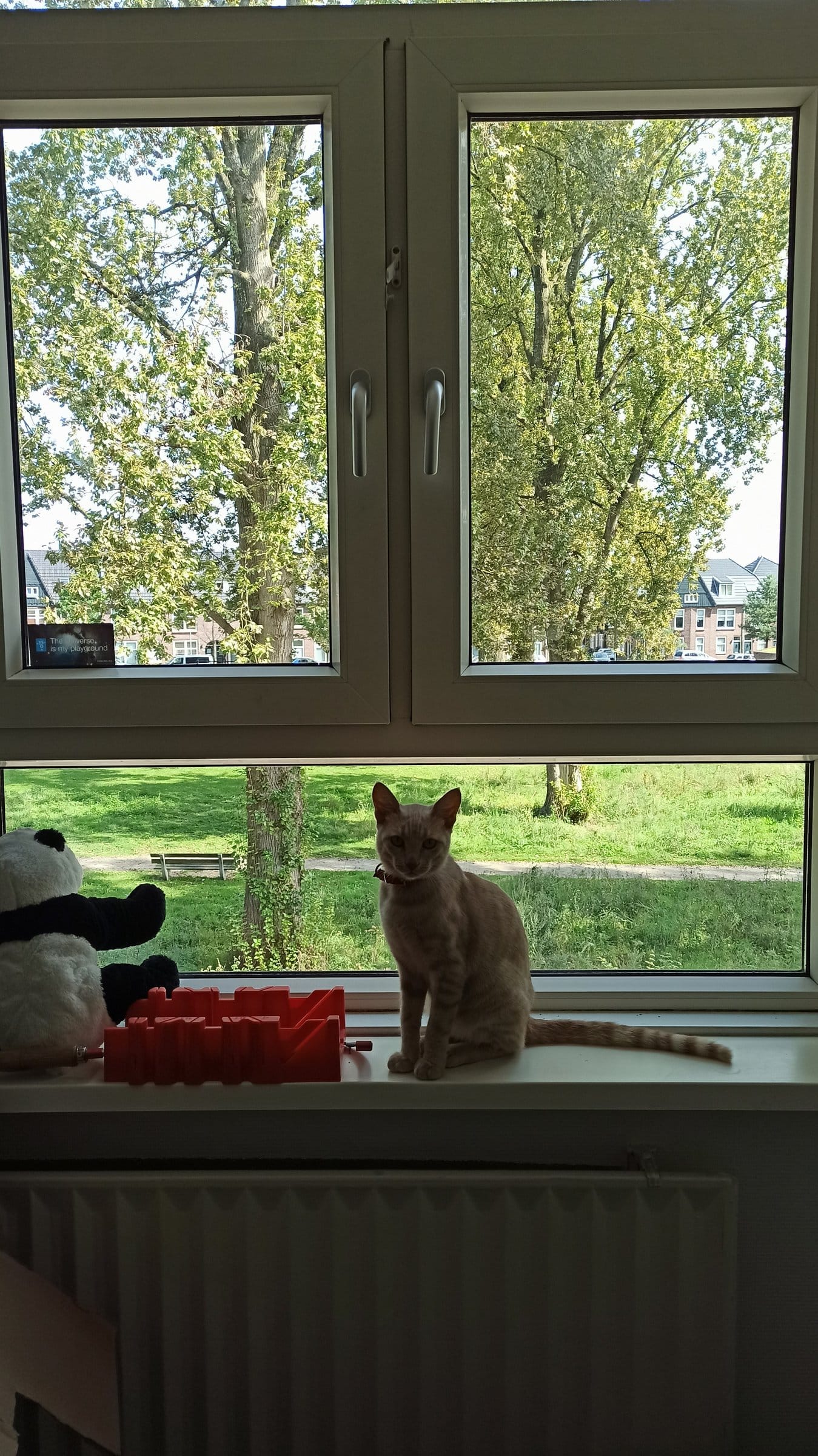 A cream and ginger tabby sits on a radiator, looking out of a window onto a green space with trees and buildings.