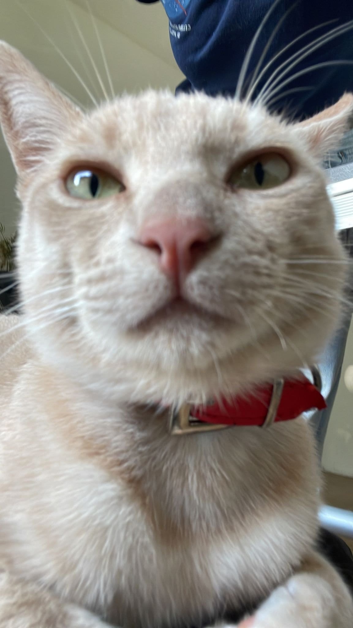 A cream and ginger tabby looks directly at the camera with a slightly skeptical expression, wearing a red collar.