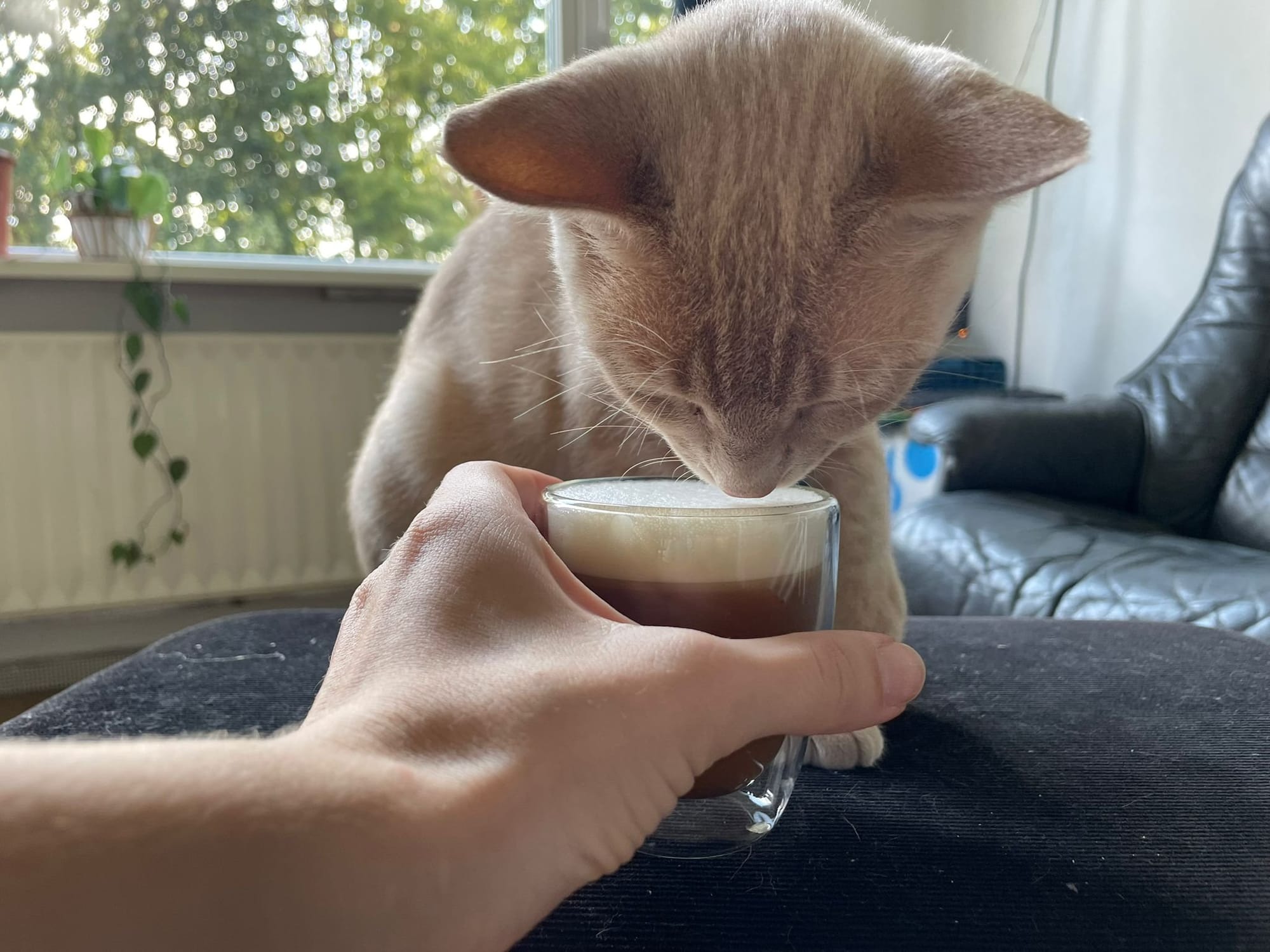 A cream and ginger tabby investigates a small glass of foamy liquid held by a person.