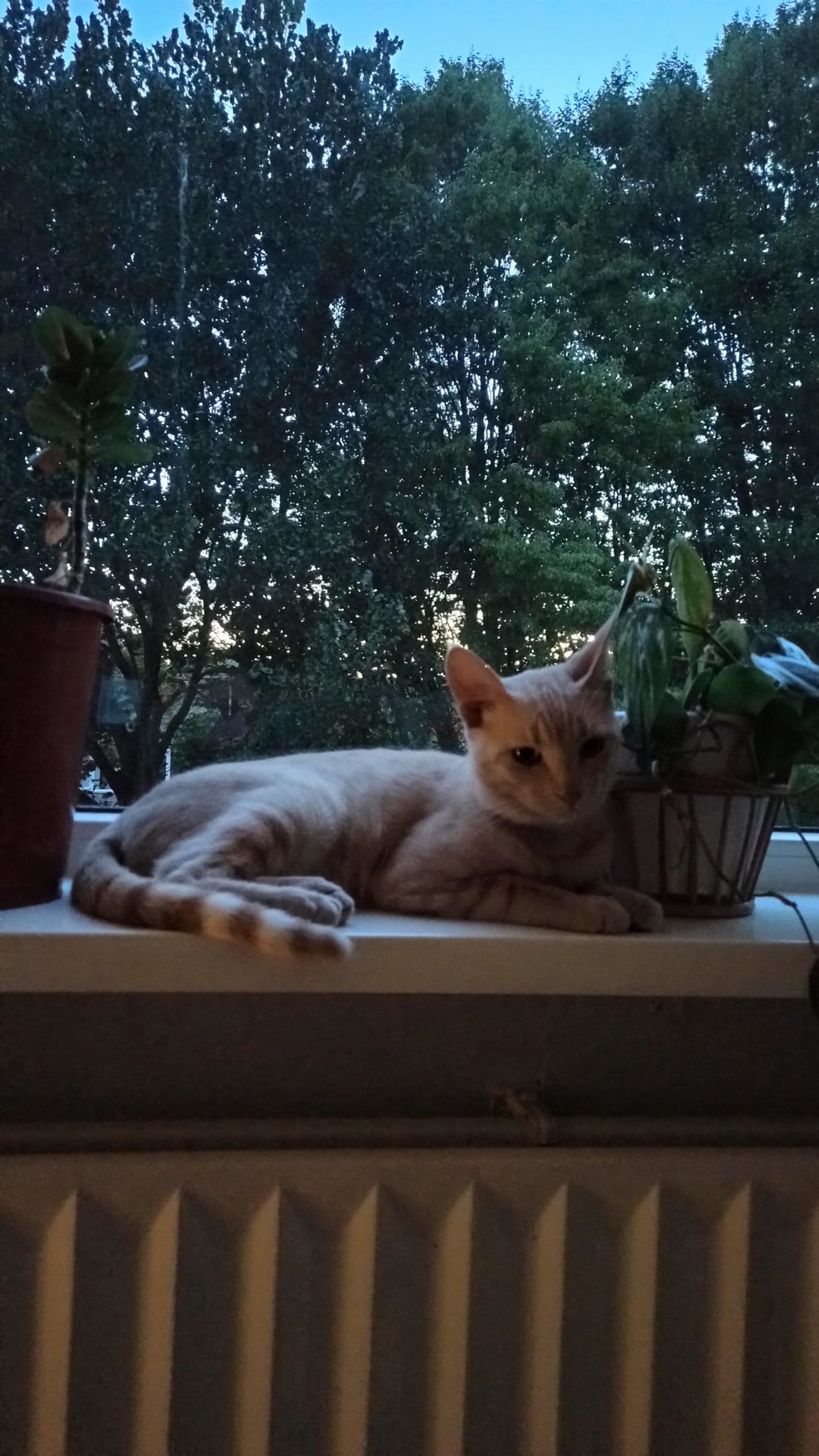 A cream and ginger tabby rests on a windowsill with plants, looking out at trees under a dusky sky.