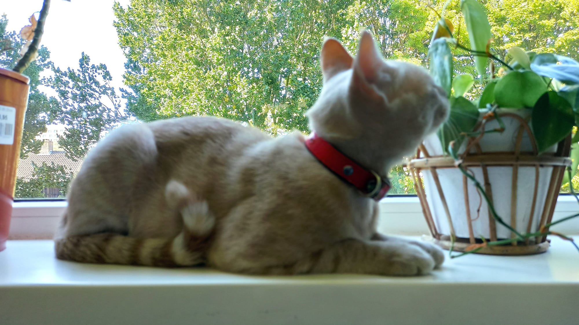 A cream and ginger tabby wearing a red collar relaxes on a windowsill amongst houseplants.