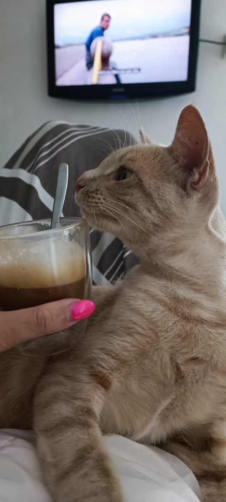 A cream and ginger tabby investigates a glass of iced coffee held by a person, with a surfing scene on the television in the background.
