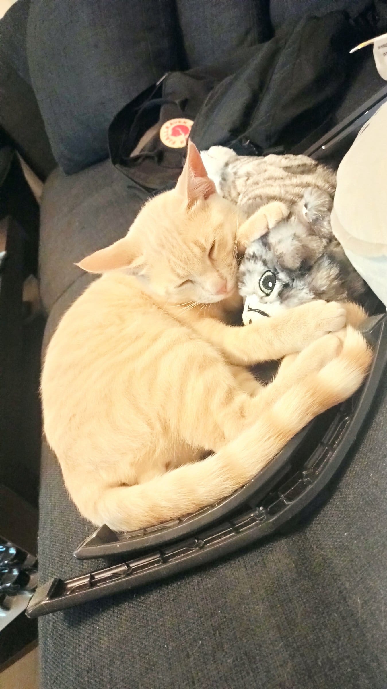 A cream and ginger cat sleeps curled around a grey plush toy cat.