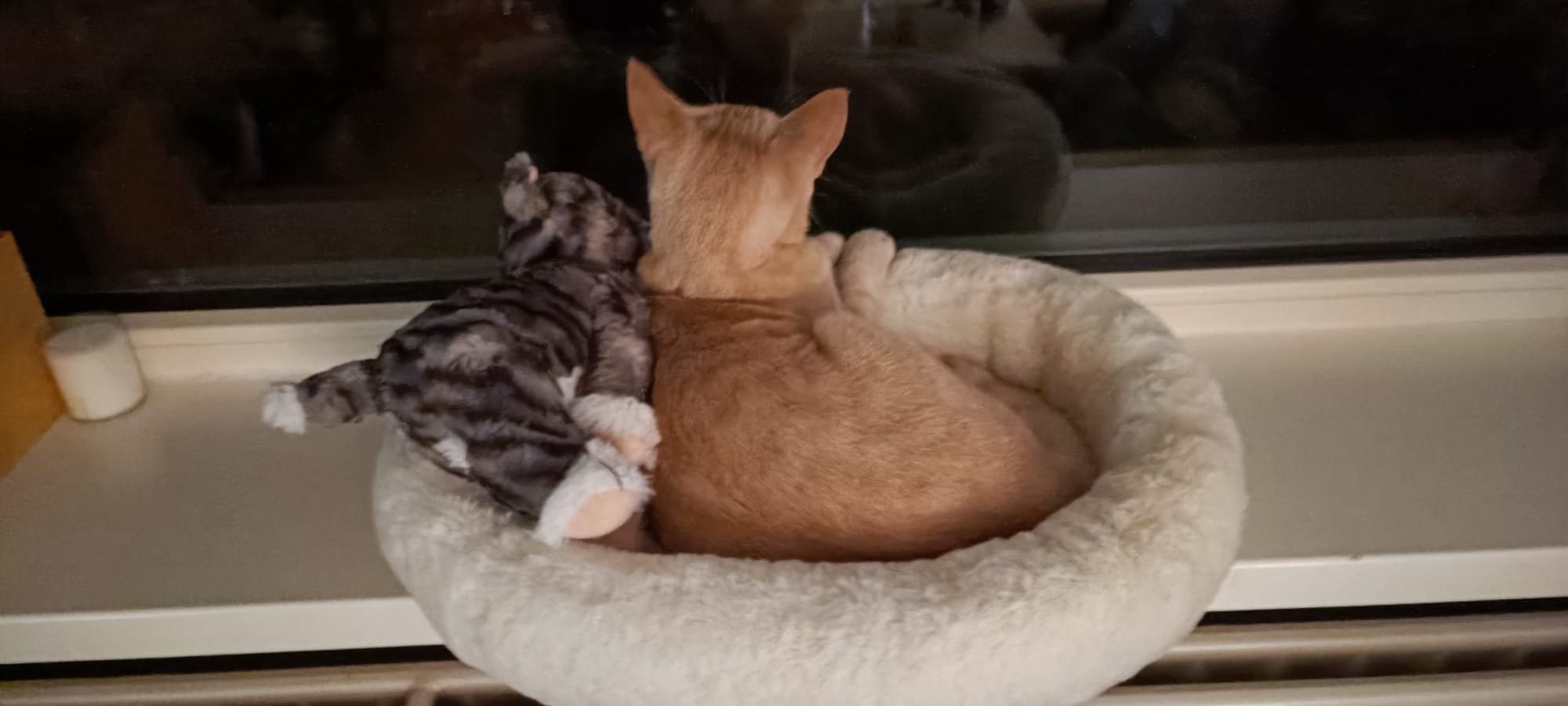 A cream and ginger cat rests in a fluffy bed with a grey plush toy draped across its back.