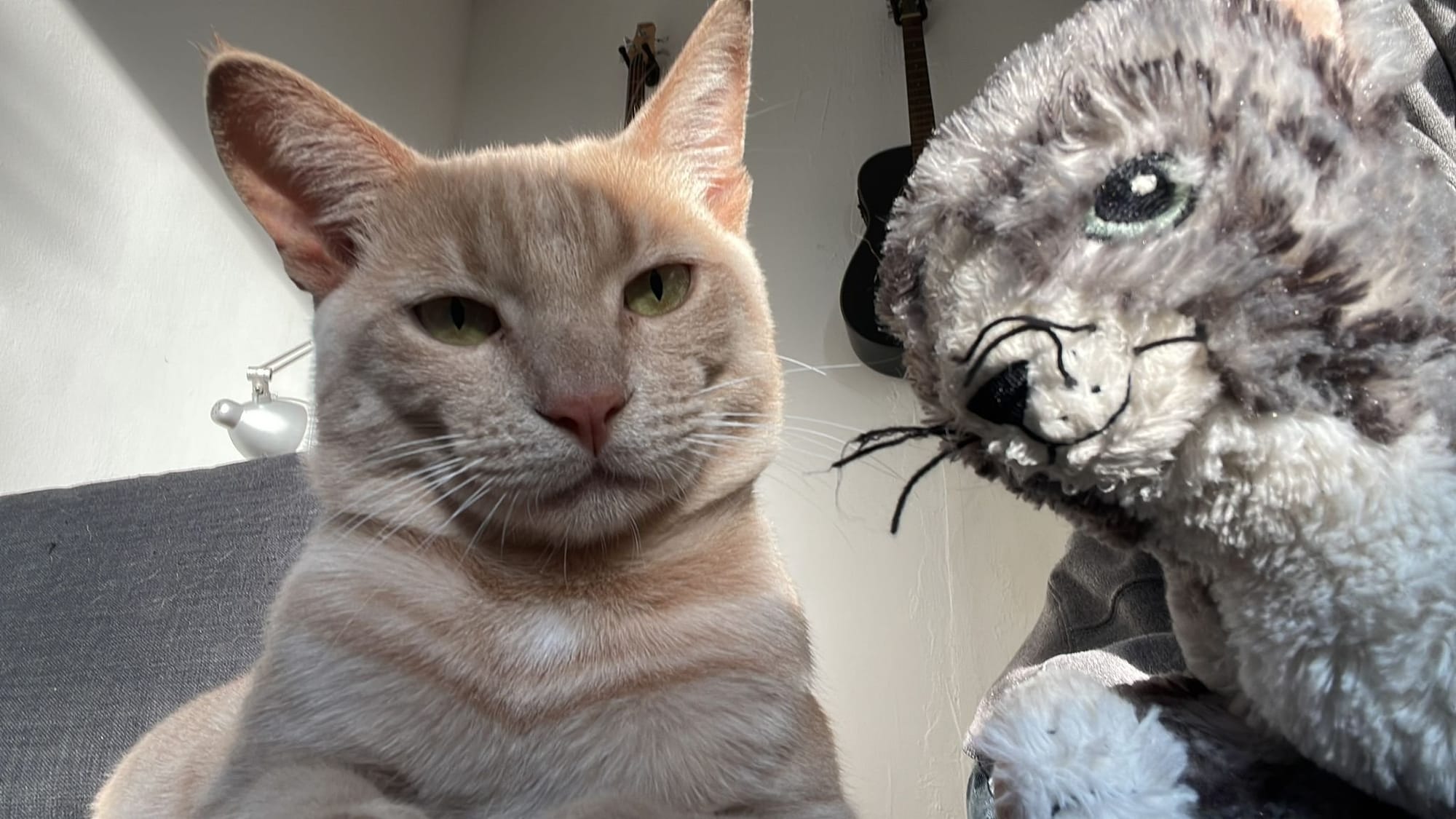A cream and ginger tabby sits beside a grey, fluffy toy cat on a grey sofa, looking directly at the camera.