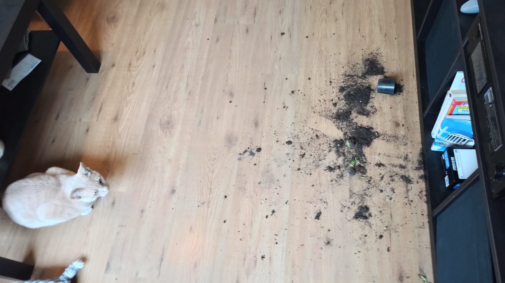 A cream and ginger tabby lies near scattered potting soil and a toppled plant on a wooden floor.