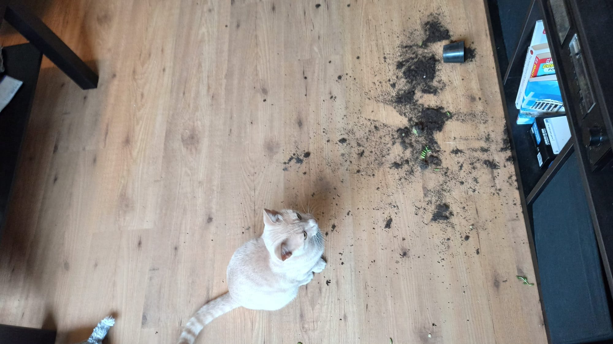 A cream and ginger tabby looks up from a wooden floor scattered with potting soil near a tipped-over plant pot.
