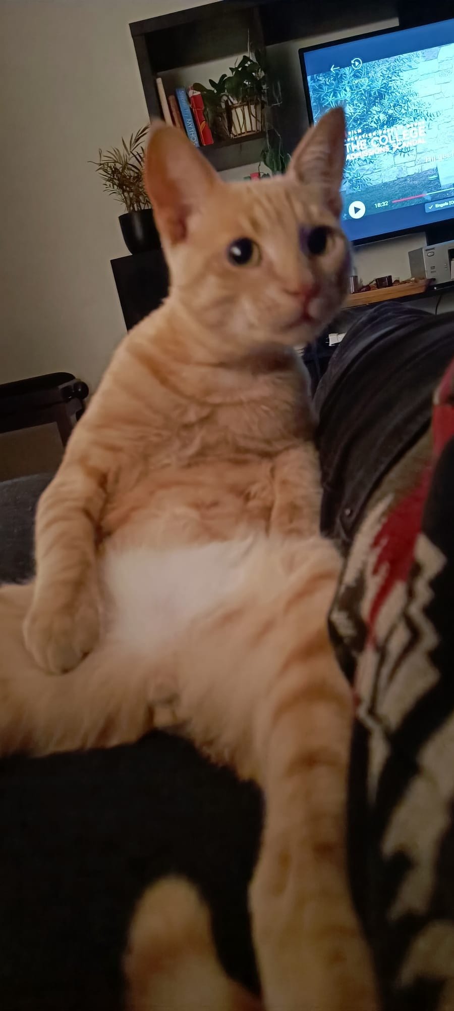 A cream and ginger tabby sits upright on a dark sofa, looking directly at the camera with a curious expression.