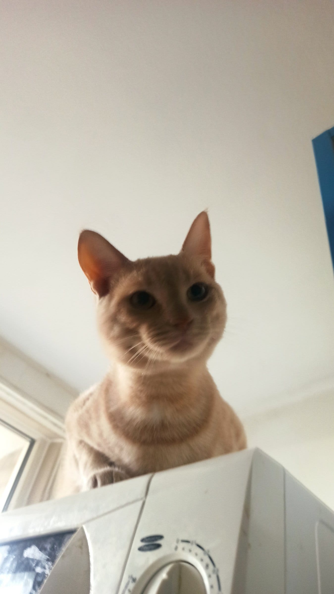 A cream and ginger tabby looks down from atop a microwave, peering into the camera.