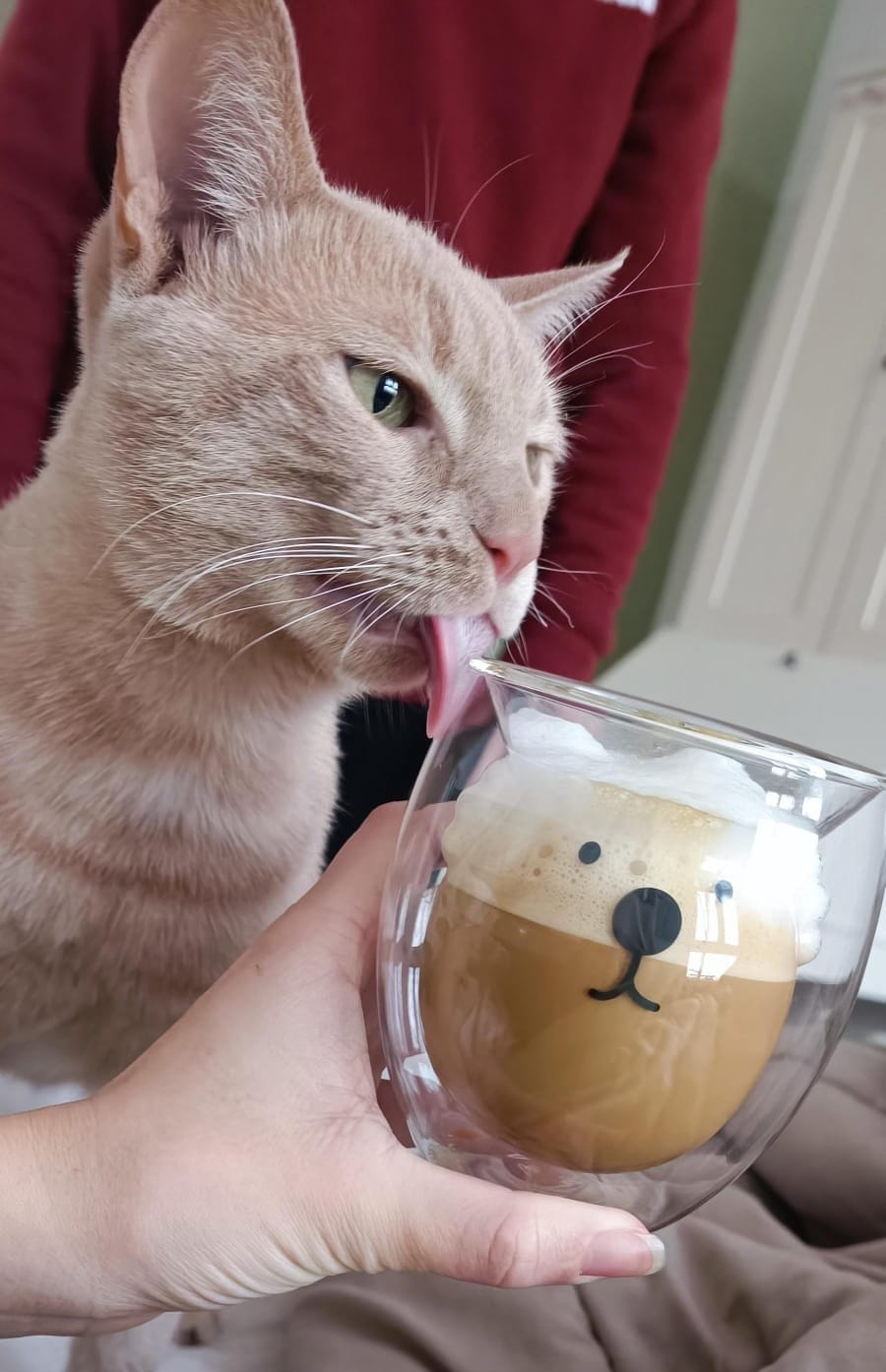 A ginger cat investigates a glass of coffee held by a person wearing a maroon shirt.