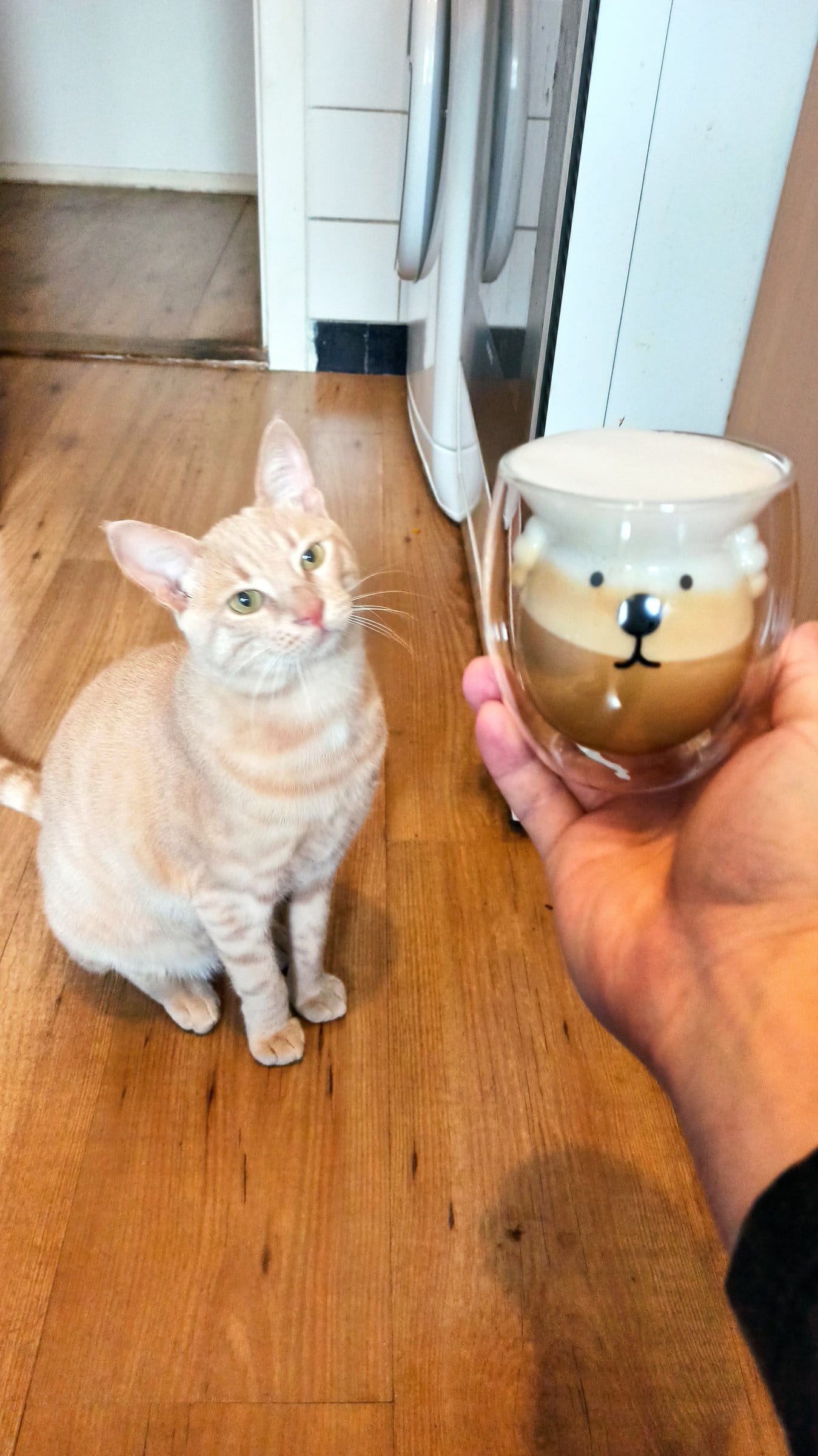 A cream and ginger tabby sits looking up at a hand holding a latte in a glass with a face on it.