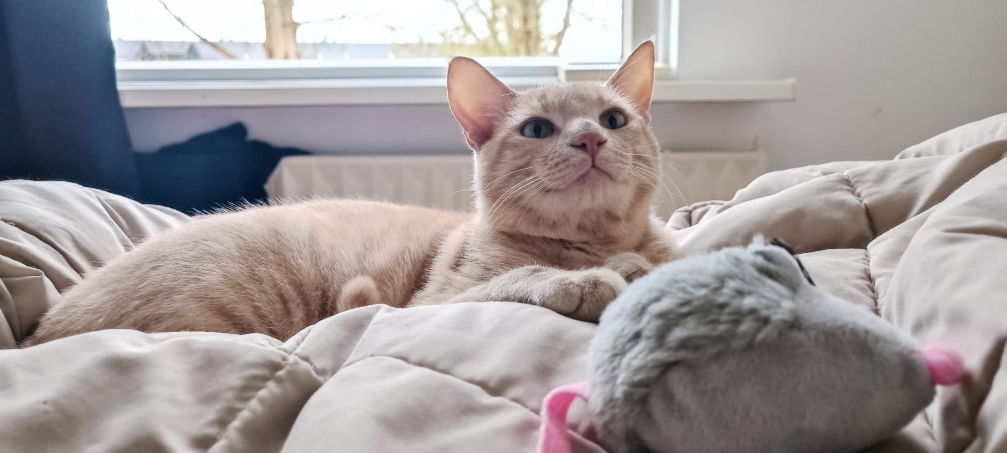 A cream and ginger tabby rests on a cream duvet with a grey mouse toy nearby.