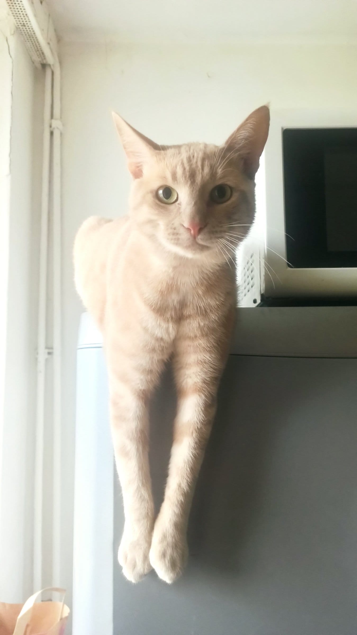 A cream and ginger tabby dangles his front paws over the edge of the top of the fridge.