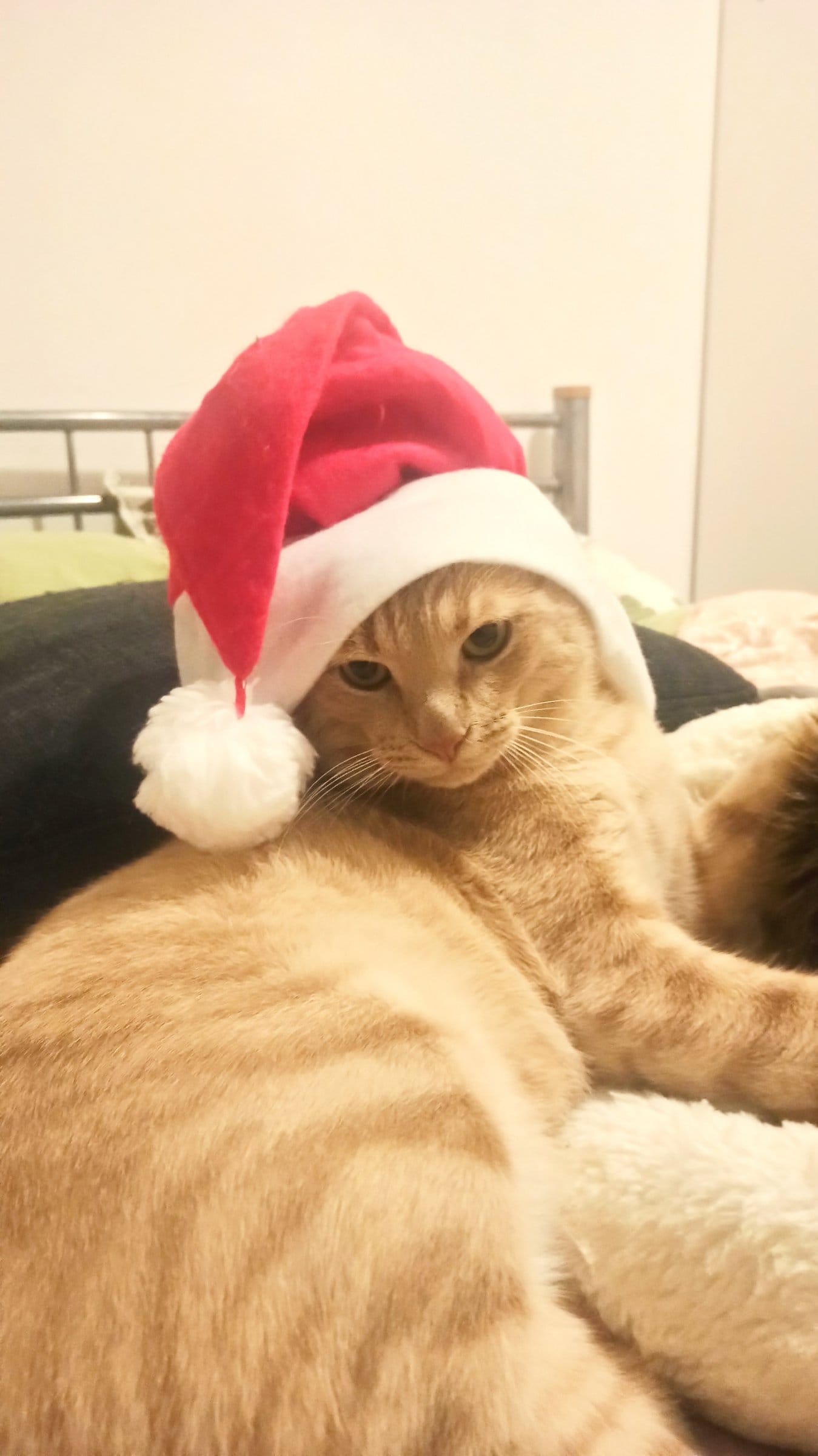 A cream and ginger tabby wearing a Santa hat lounges on a fluffy blanket.