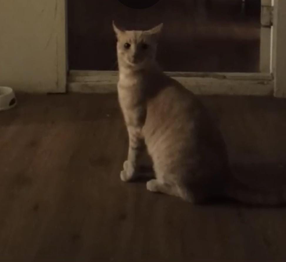 A cream and ginger tabby cat sits calmly on a wooden floor, looking directly at the camera.