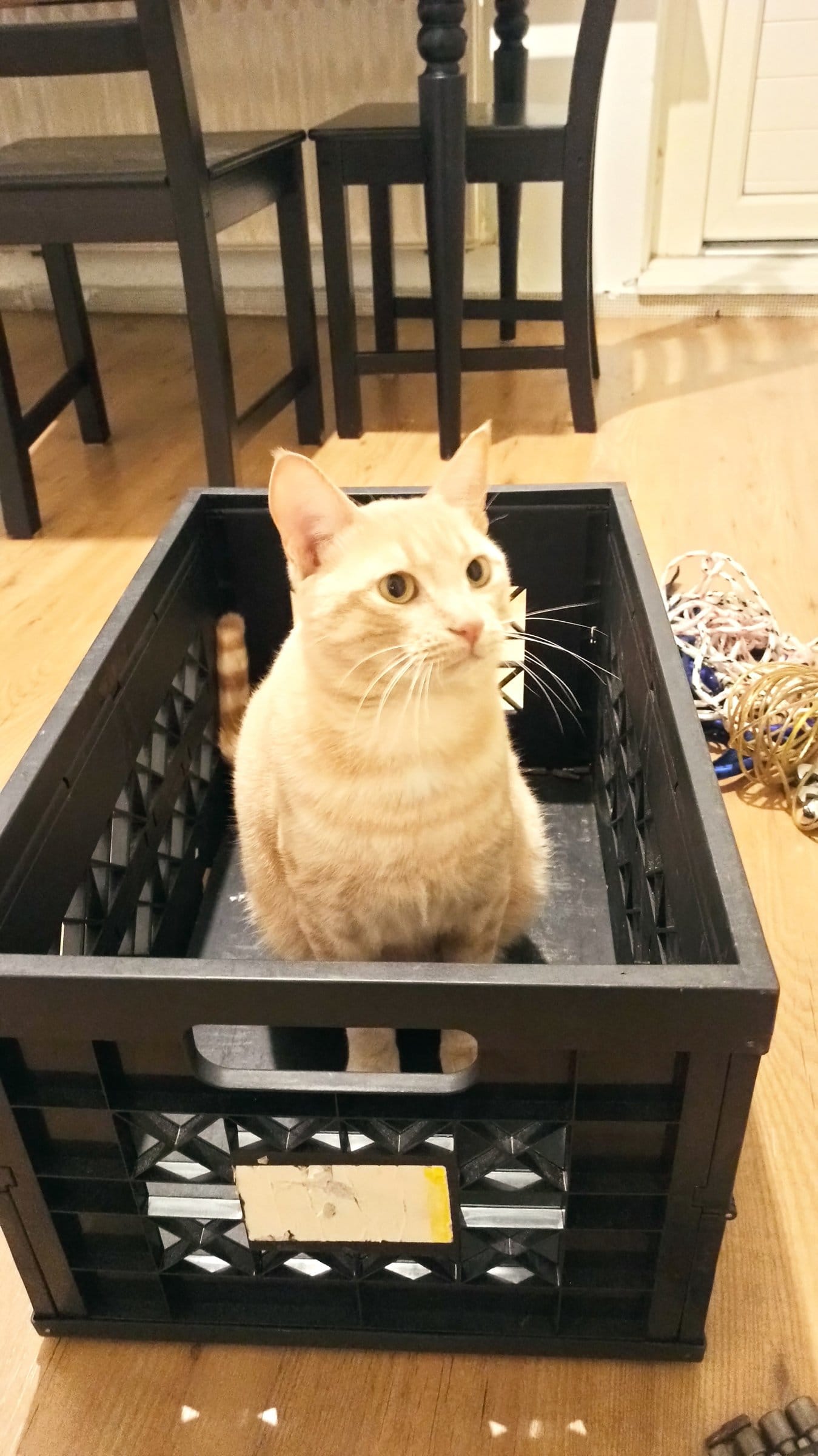 A cream and ginger tabby sits inside a black plastic crate on a wooden floor, with chairs visible behind.