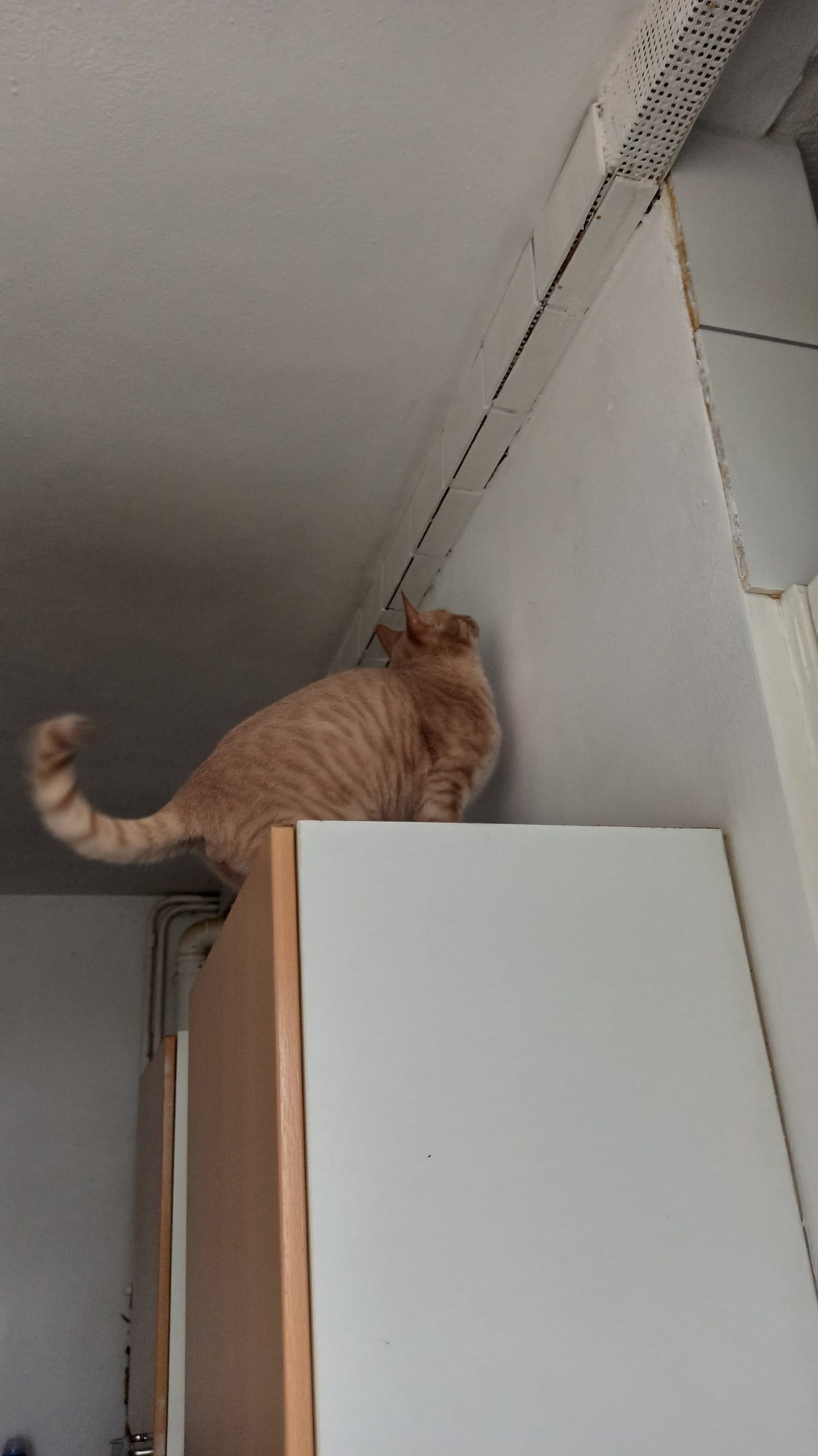A ginger cat balances on top of a white cabinet, reaching towards a ceiling vent.