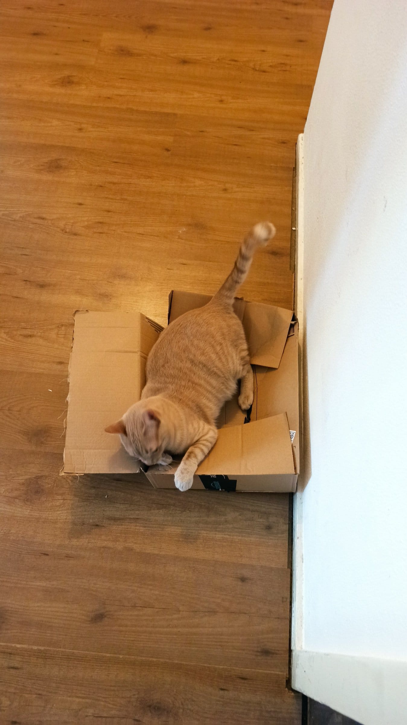 A ginger cat relaxes comfortably inside a cardboard box on a wooden floor next to a white wall.