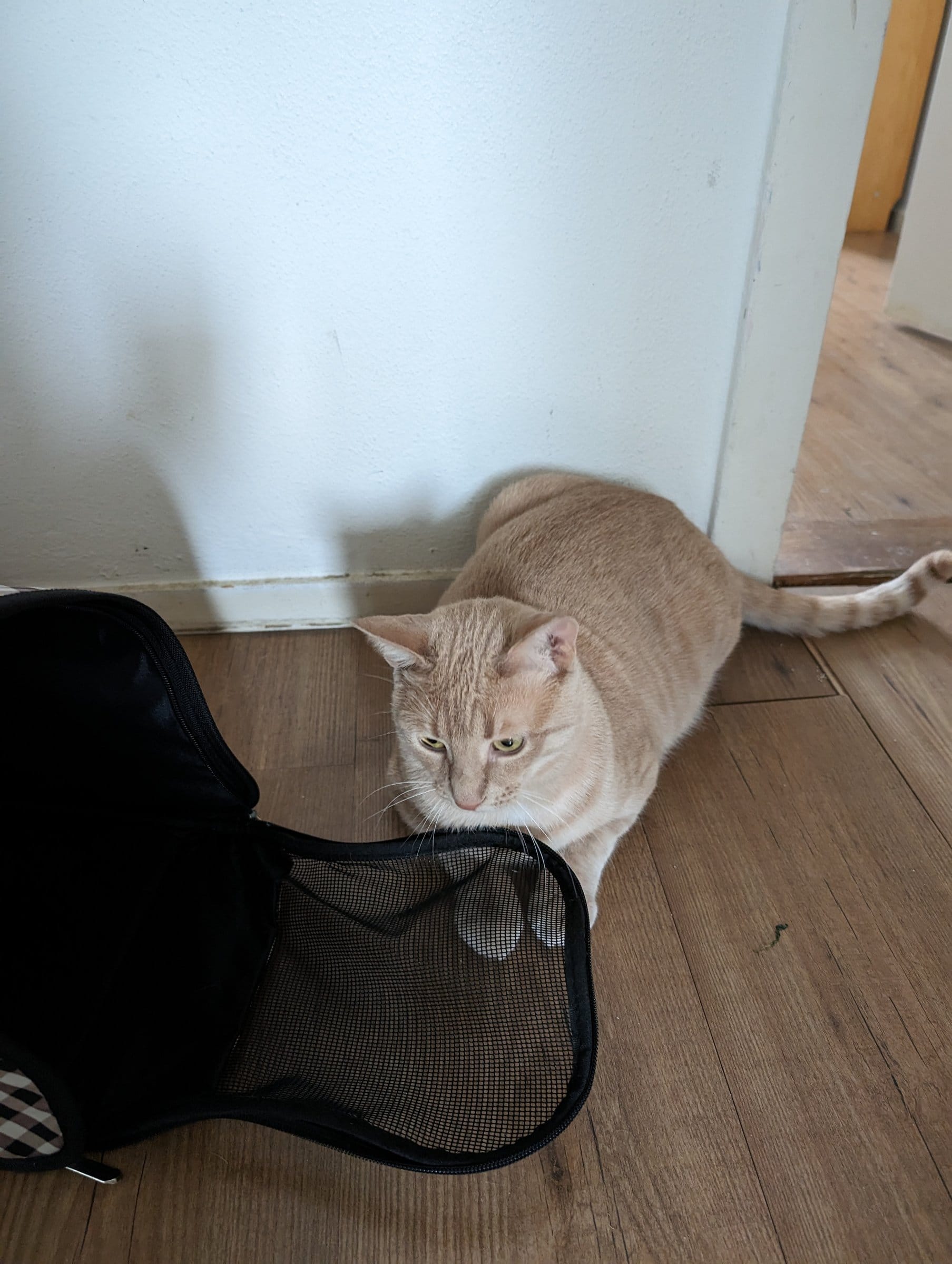 A cream and ginger tabby cat looks cautiously at an open black pet carrier on a wooden floor.