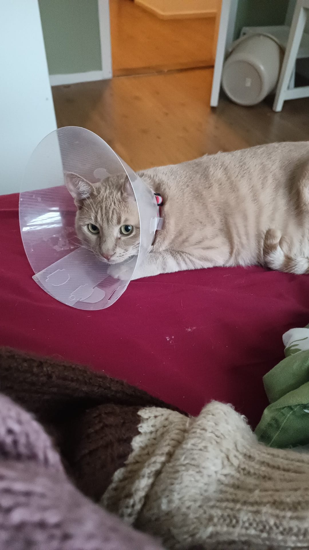 A cream and ginger tabby wearing a plastic cone lies on a red bed.