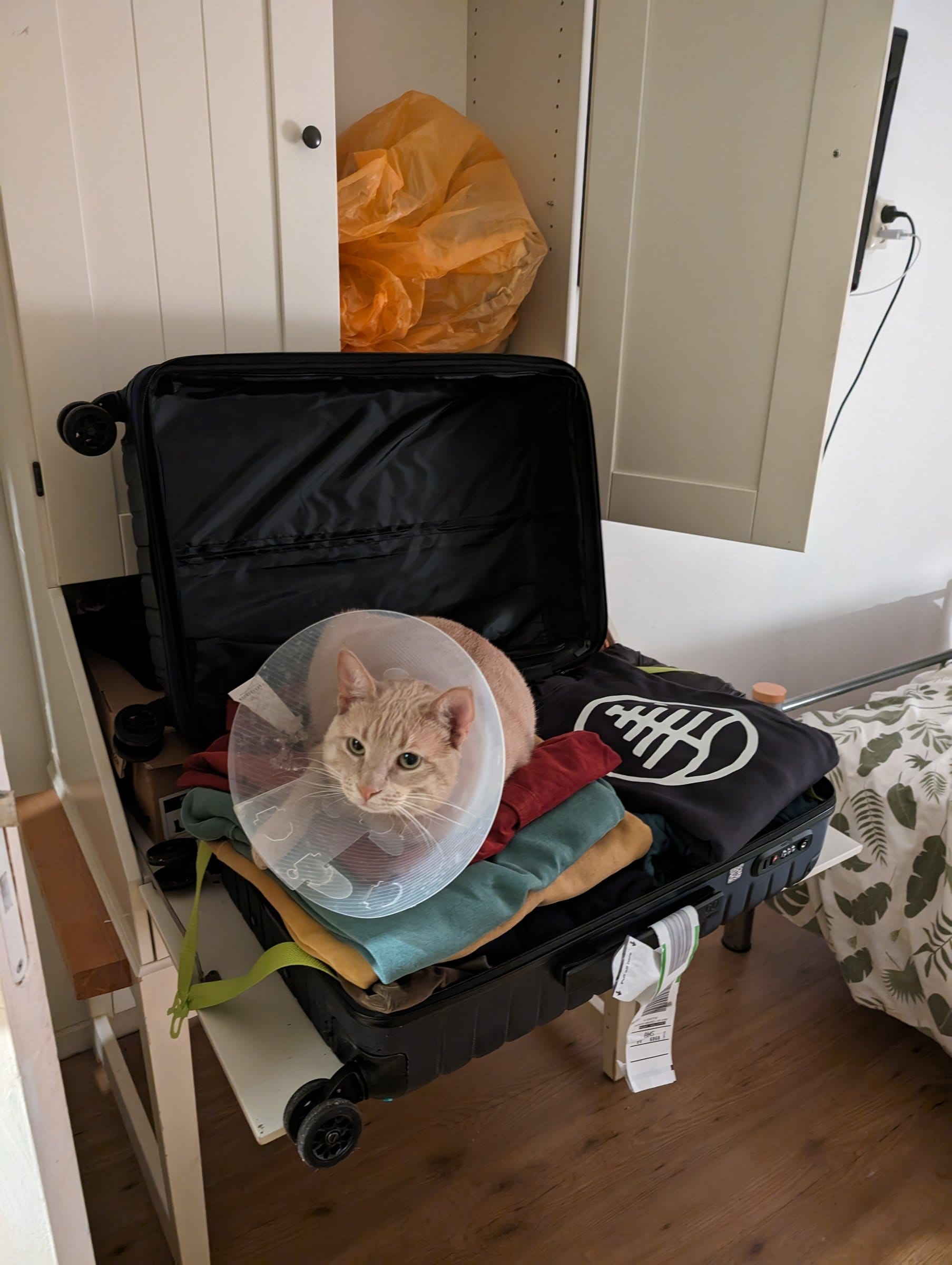 A cream and ginger tabby wearing a plastic cone sits inside an open black suitcase filled with clothes.
