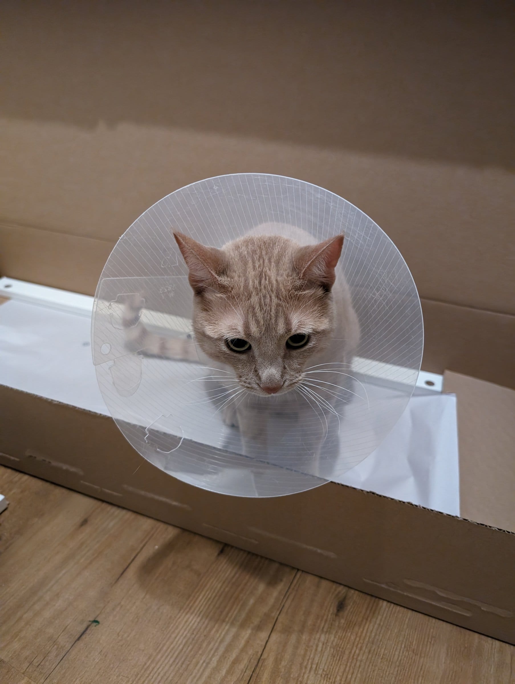 A cream and ginger tabby cat wears a clear plastic Elizabethan collar while sitting inside an open cardboard box.