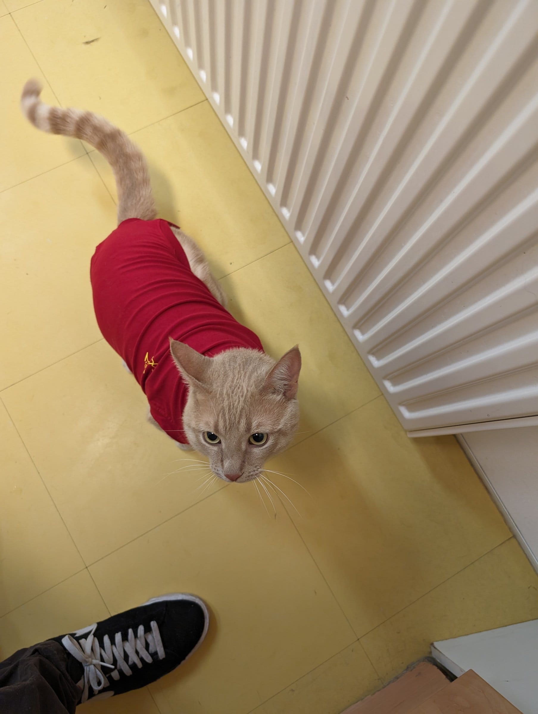 A cream and ginger tabby cat wears a red body suit while looking up at a person’s feet and a radiator.