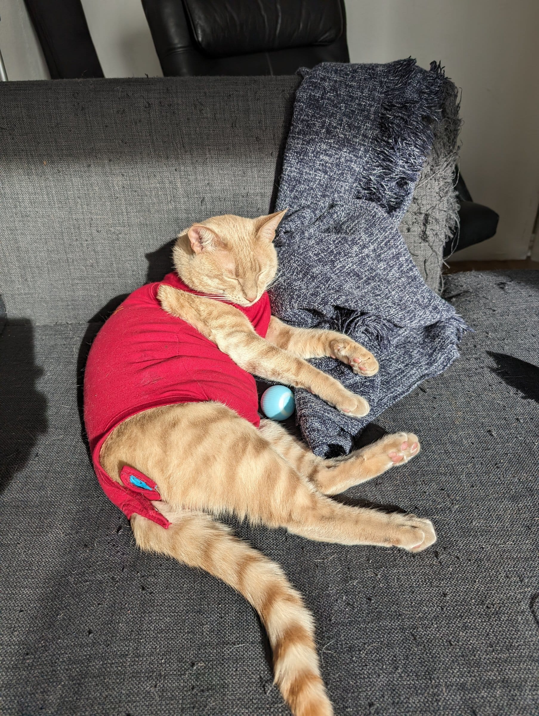 A cream and ginger tabby wearing a red vest relaxes on a grey sofa with a blue ball and a grey cushion.