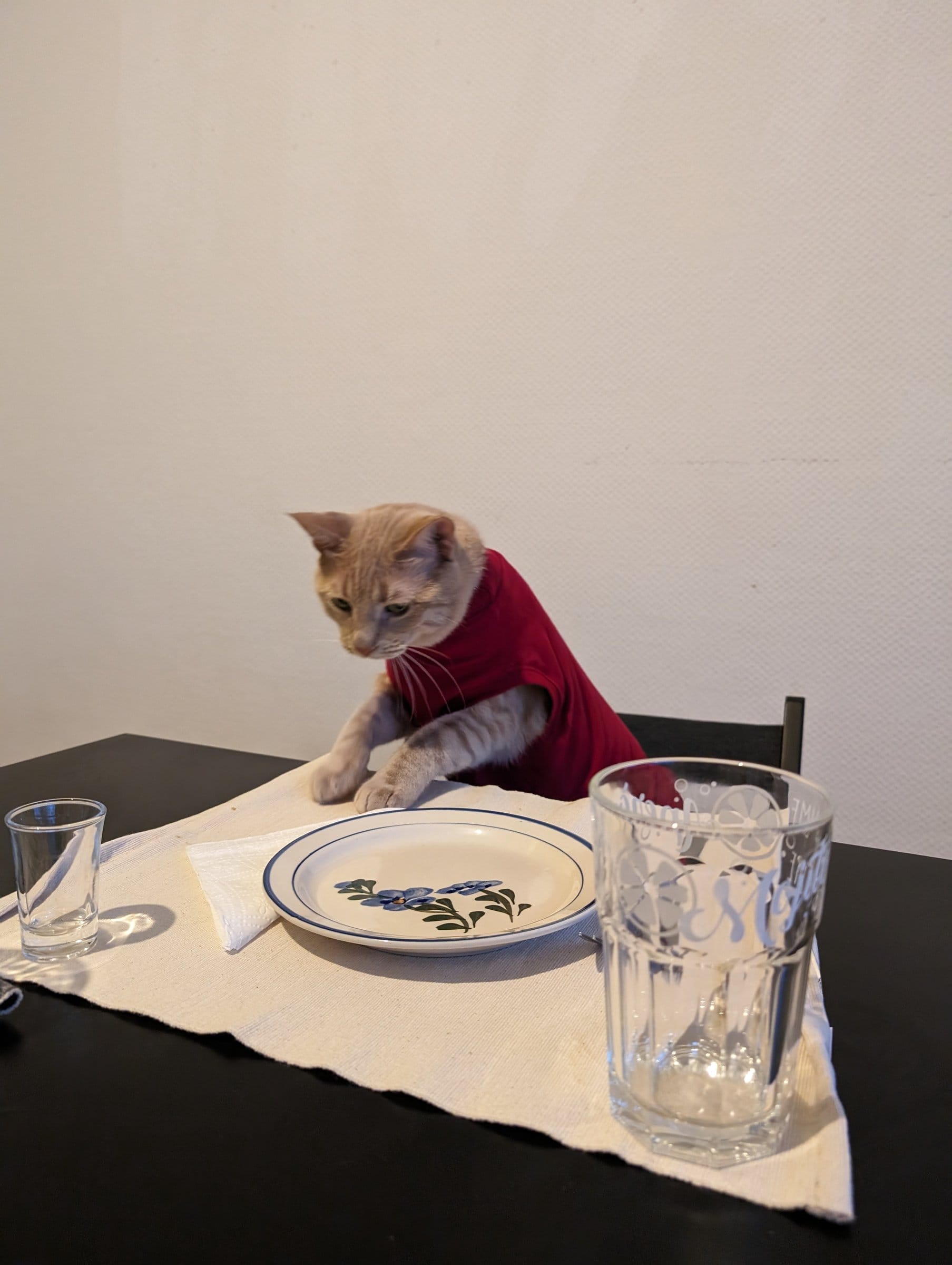 A ginger cat wearing a red sweater sits at a table set with a plate and glasses.