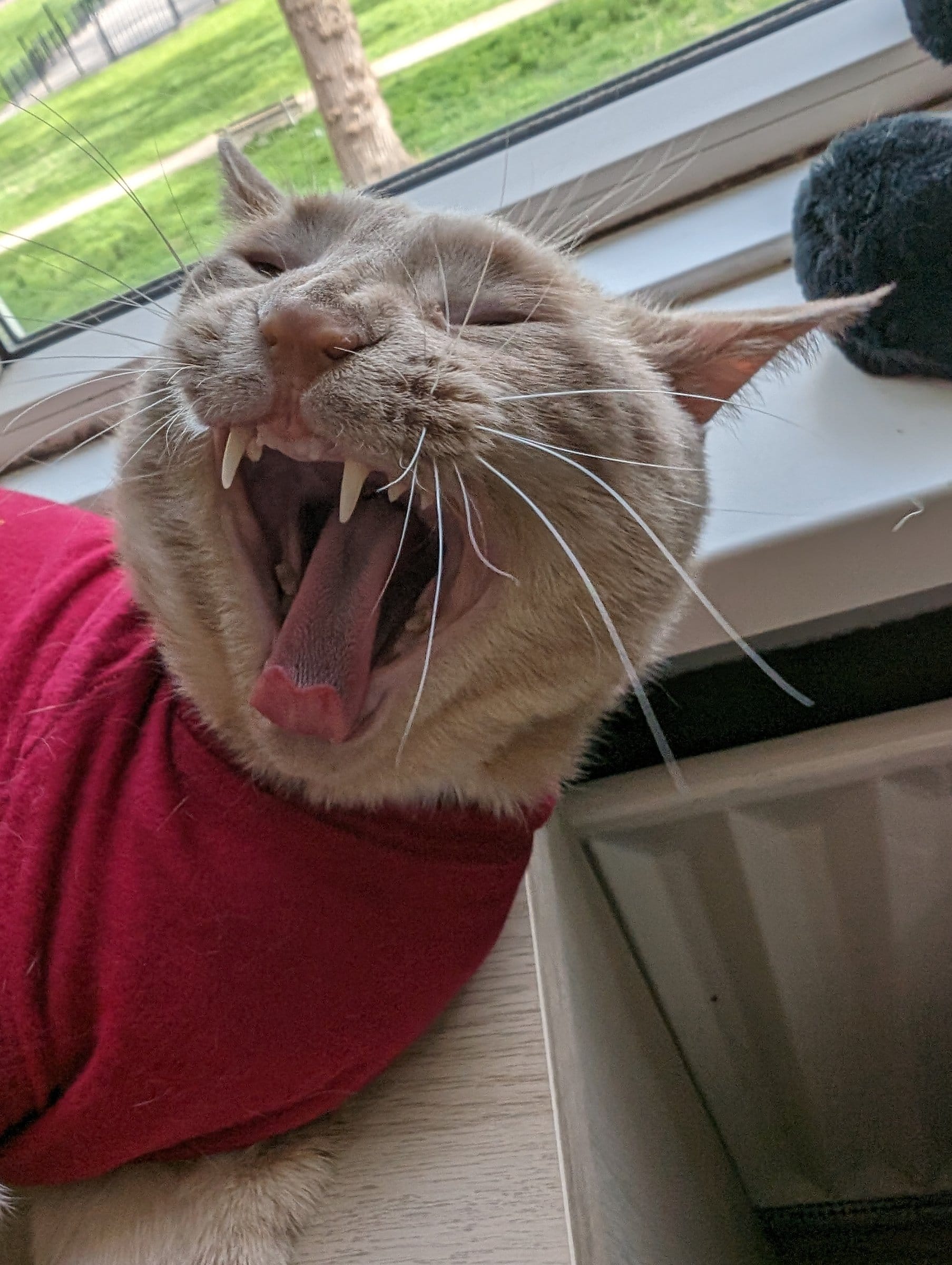 A cream and ginger tabby yawns widely, revealing teeth and a pink mouth, while wearing a red recovery suit.