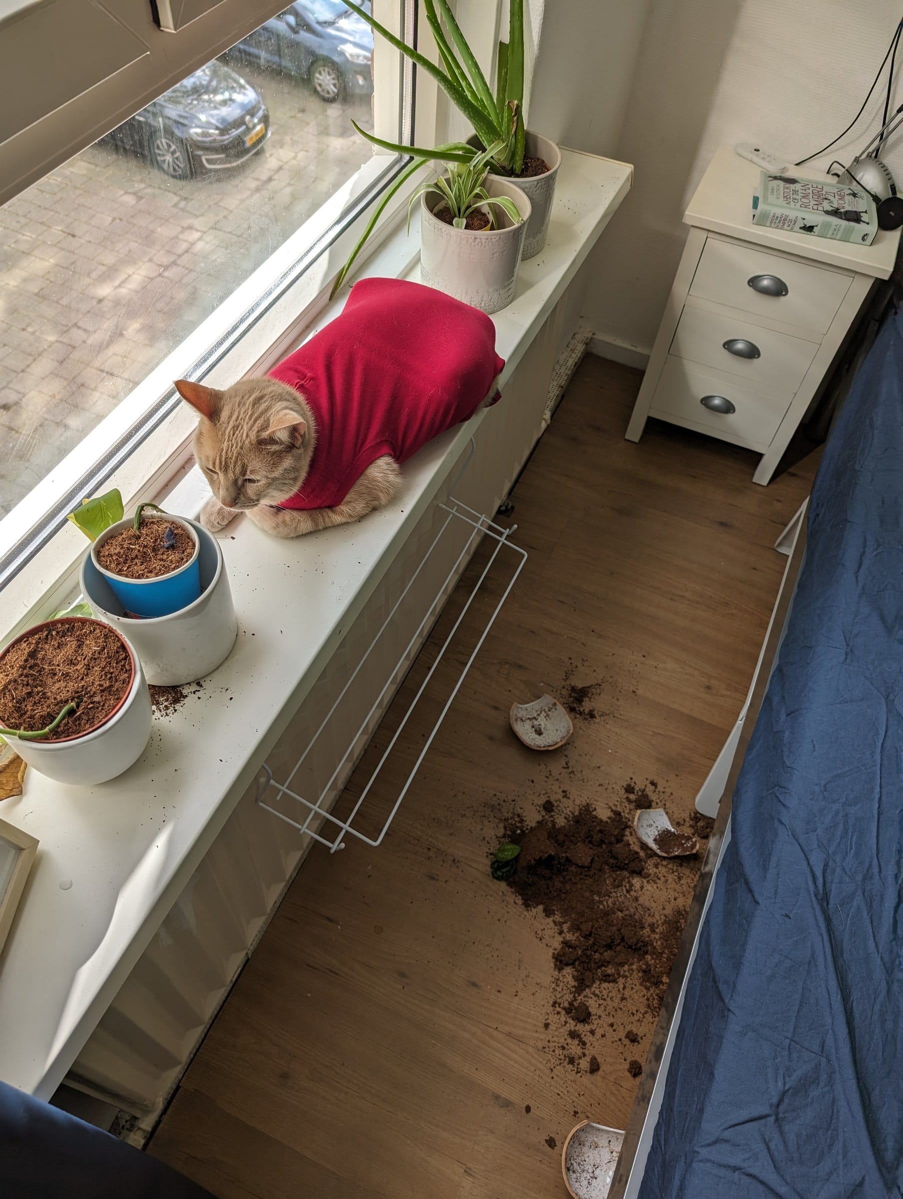 An orange tabby wearing a red sweater surveys the scene of a tipped-over plant and scattered soil.