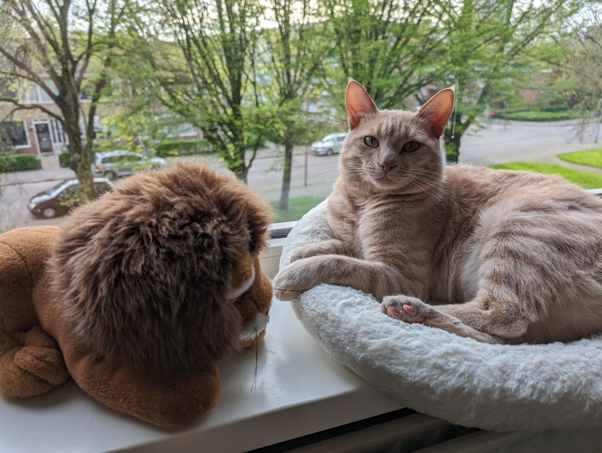 A cream and ginger tabby lounges on a cushioned window seat facing a stuffed lion toy with a leafy street view.