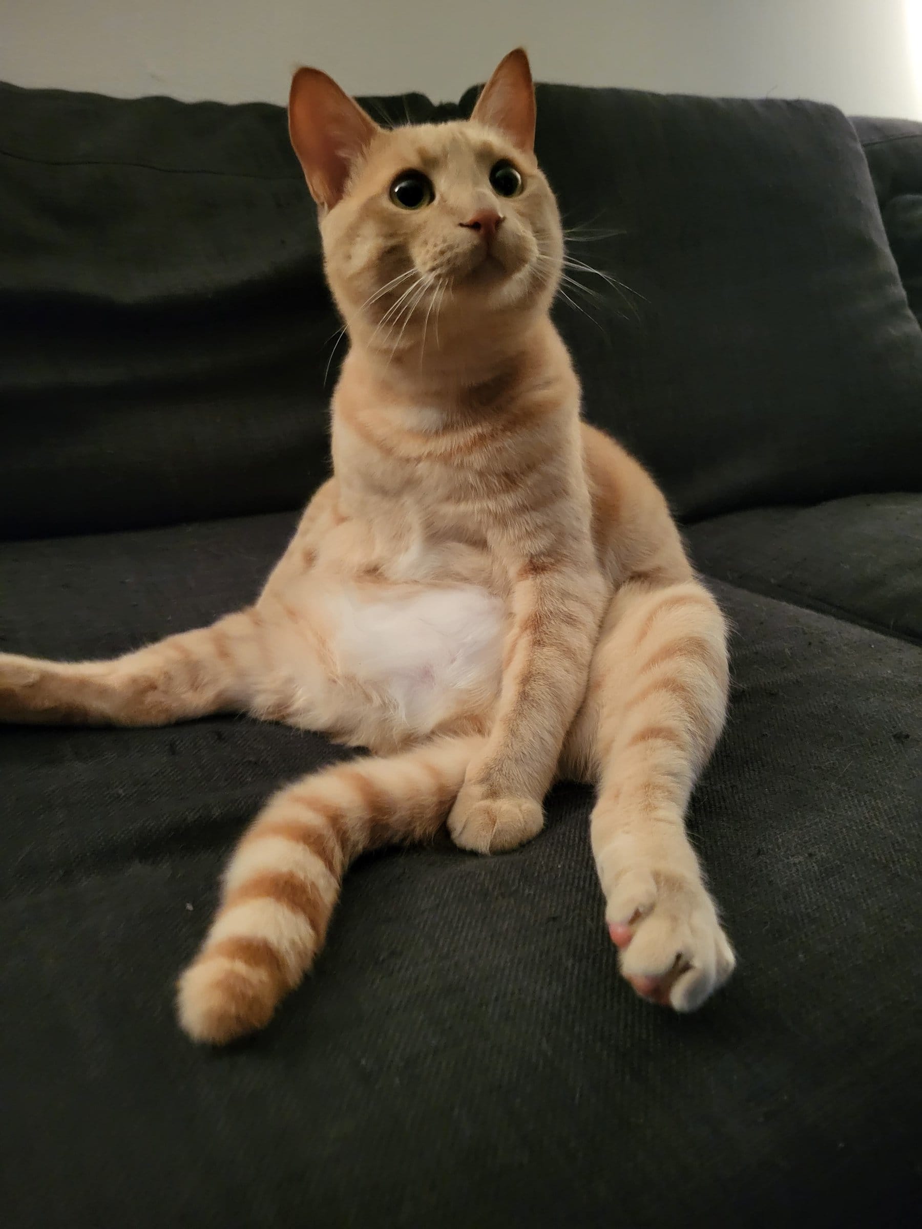 A ginger and white tabby cat sits sprawled on a dark grey sofa, looking upwards with relaxed paws.